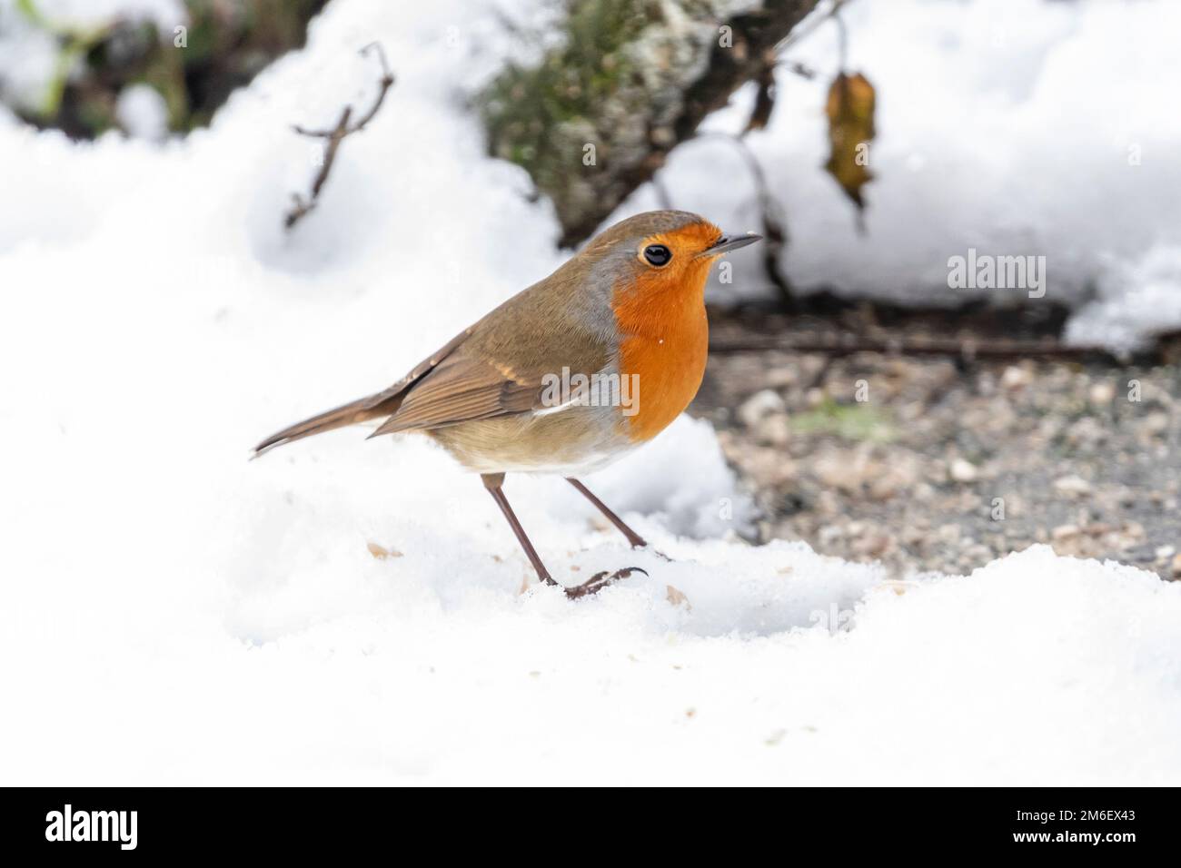 Robin redbreast (Erithacus rubecula) in the snow in winter, Sussex, UK Stock Photo