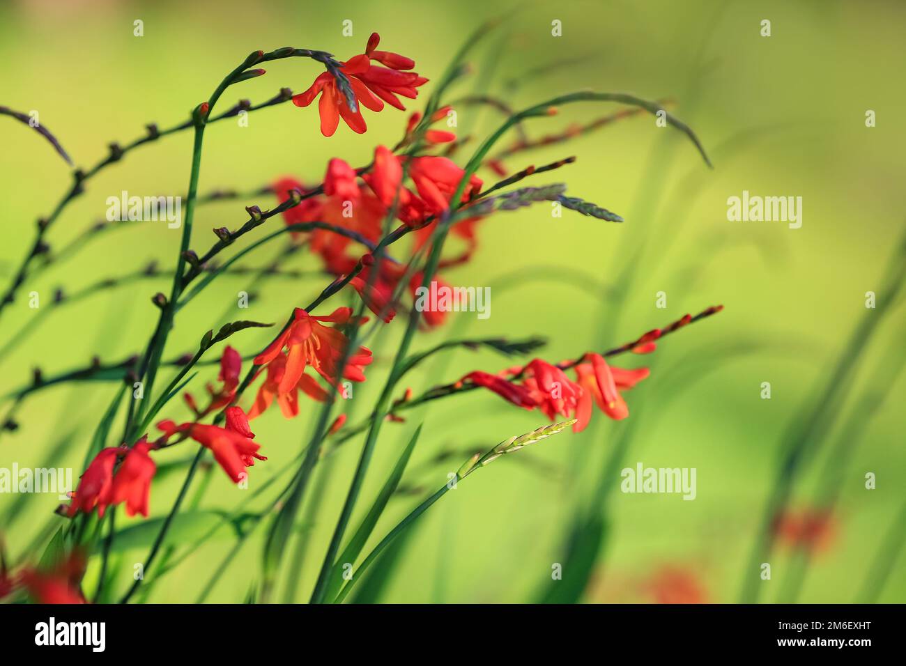 Crocosmia also known as montbretia is a small genus of flowering
