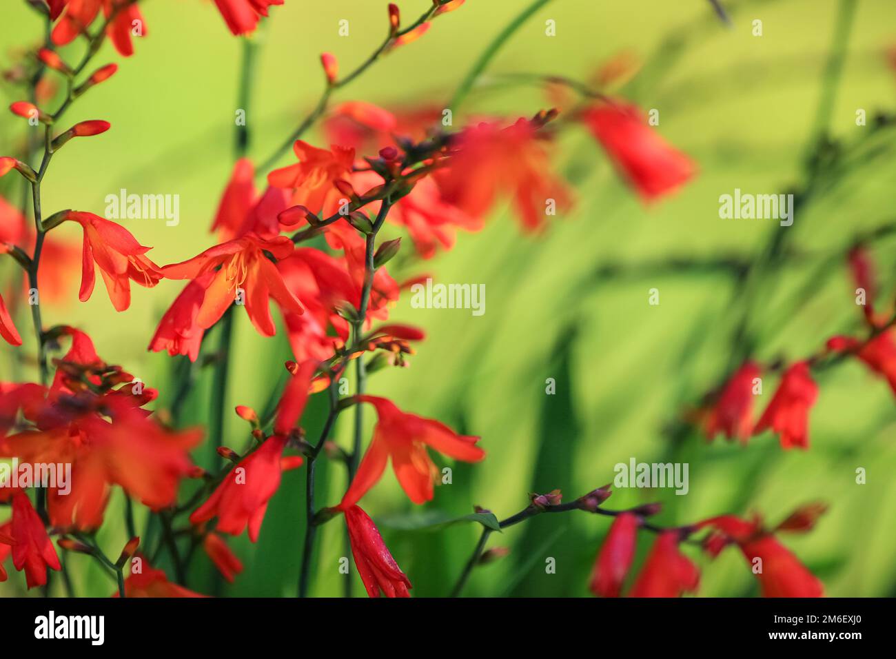 Crocosmia also known as montbretia is a small genus of flowering