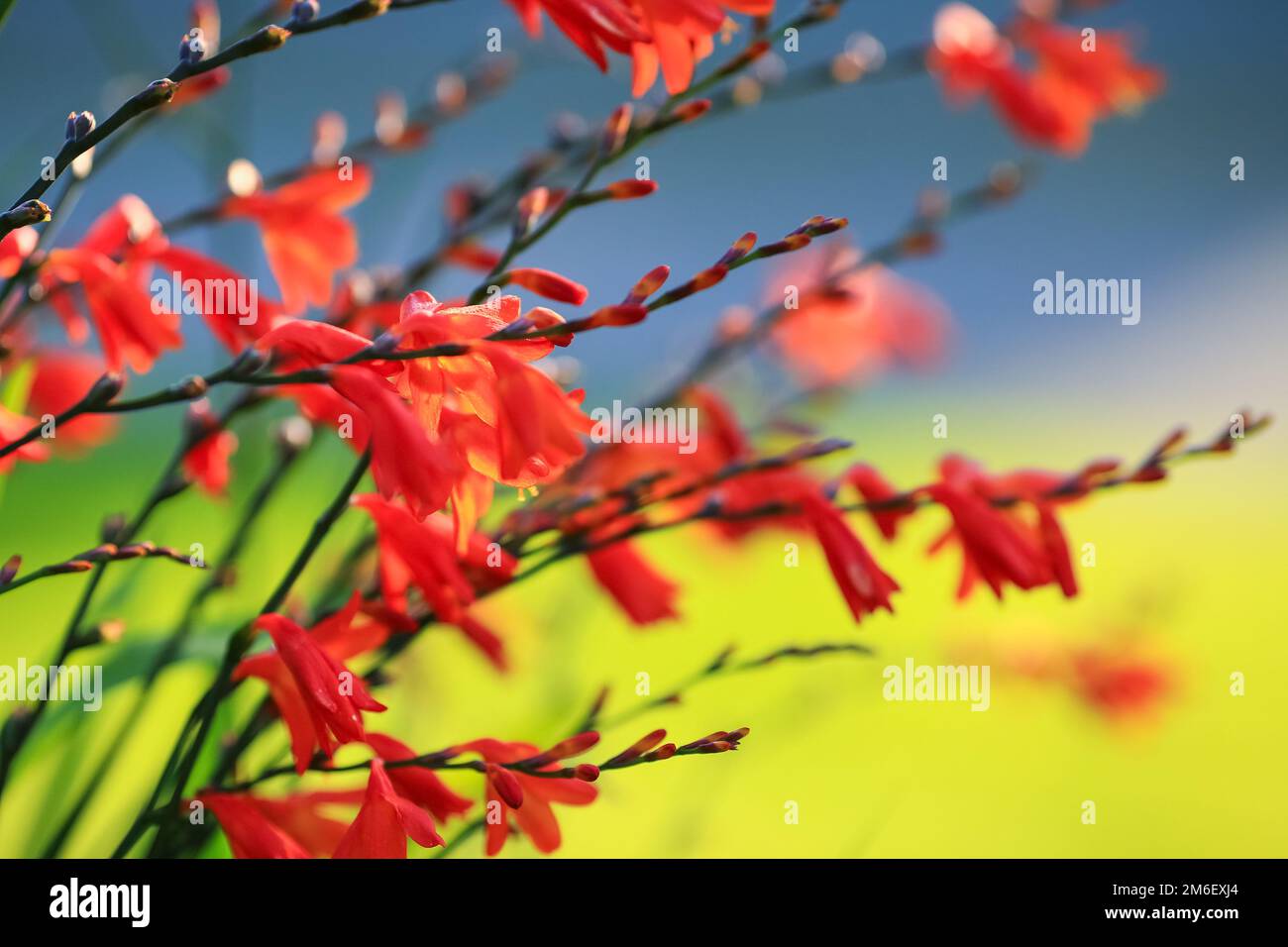 Crocosmia also known as montbretia is a small genus of flowering