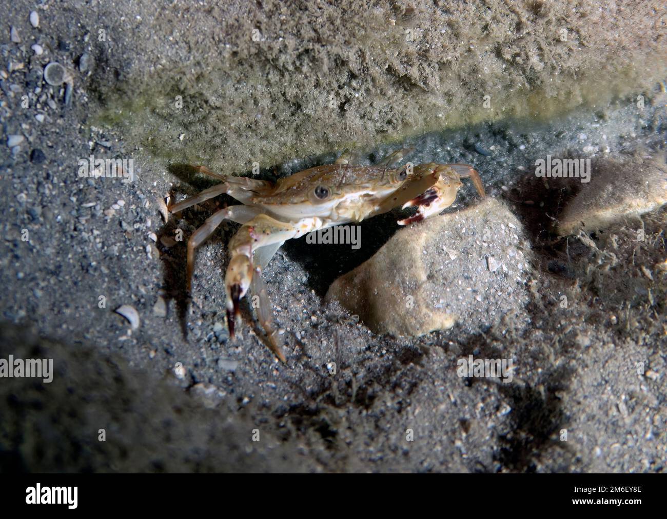 A Swimming Crab (Portunidae) in Florida, USA Stock Photo
