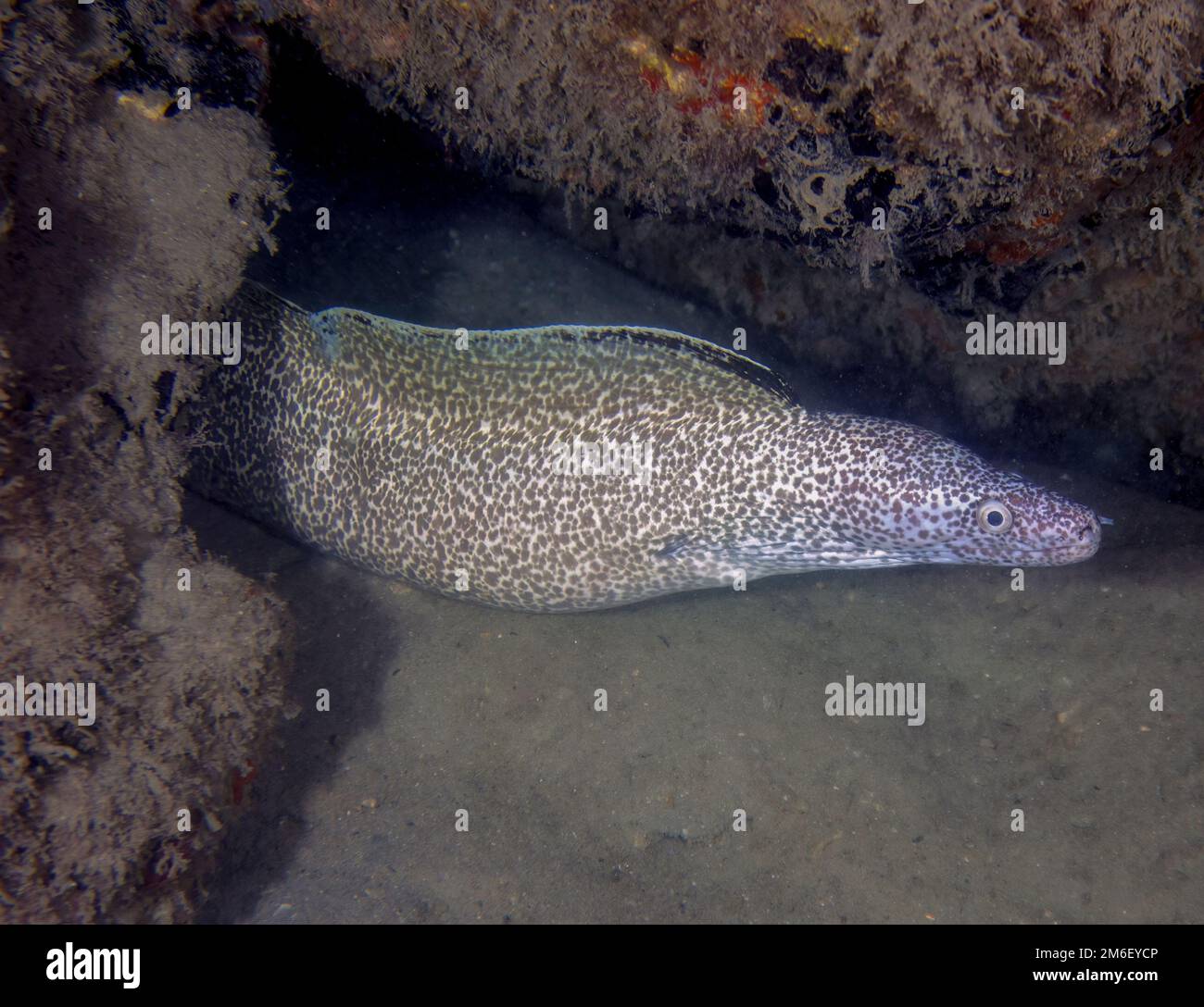 A Spotted Moray Eel (Gymnothorax moringa) in Florida, USA Stock Photo