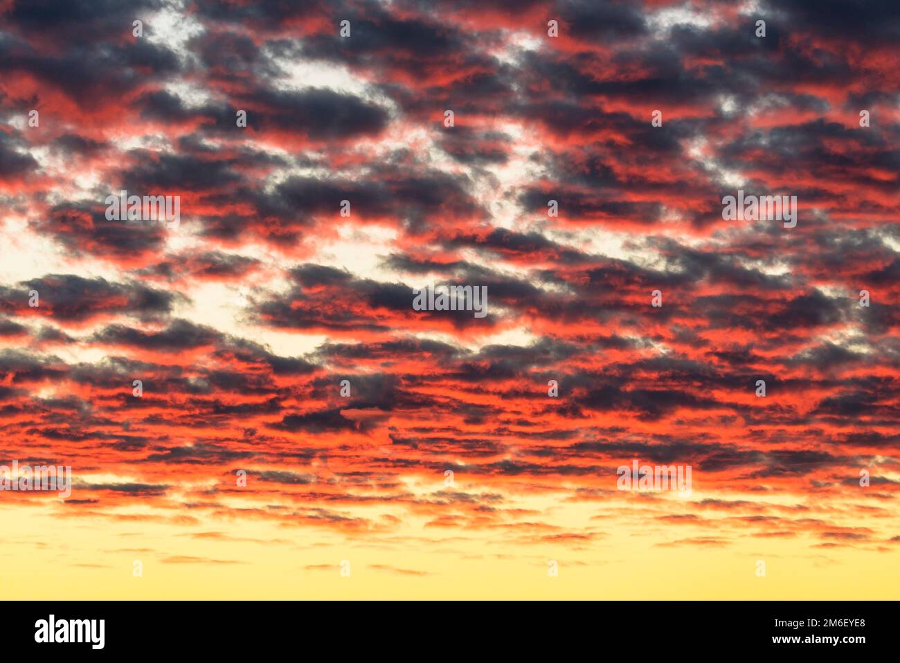 Beautiful red clouds illuminated by the rays of the sun at sunset float across the yellowgold