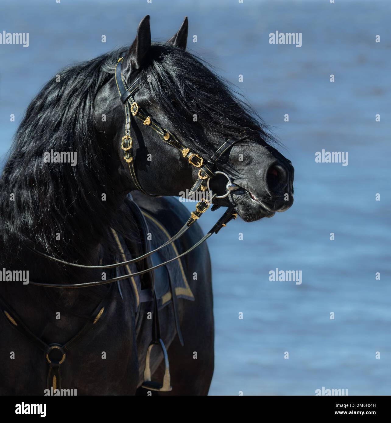 Portrait of black Spanish horse in beautiful bridle on sea background. Stock Photo