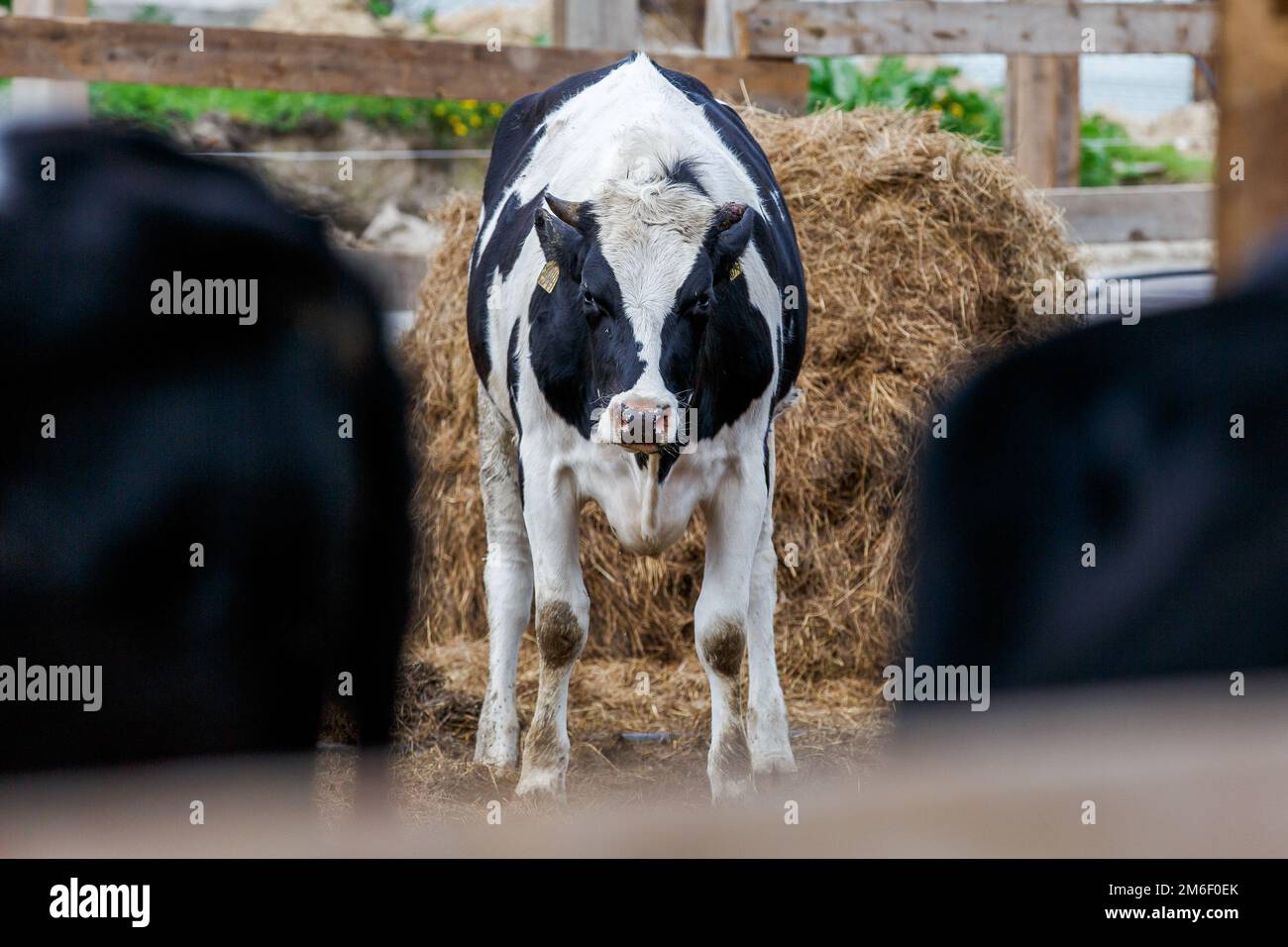 Livestock farm. Close-up. Black and white cow stands in the pasture against the background of hay and looks at the camera Stock Photo