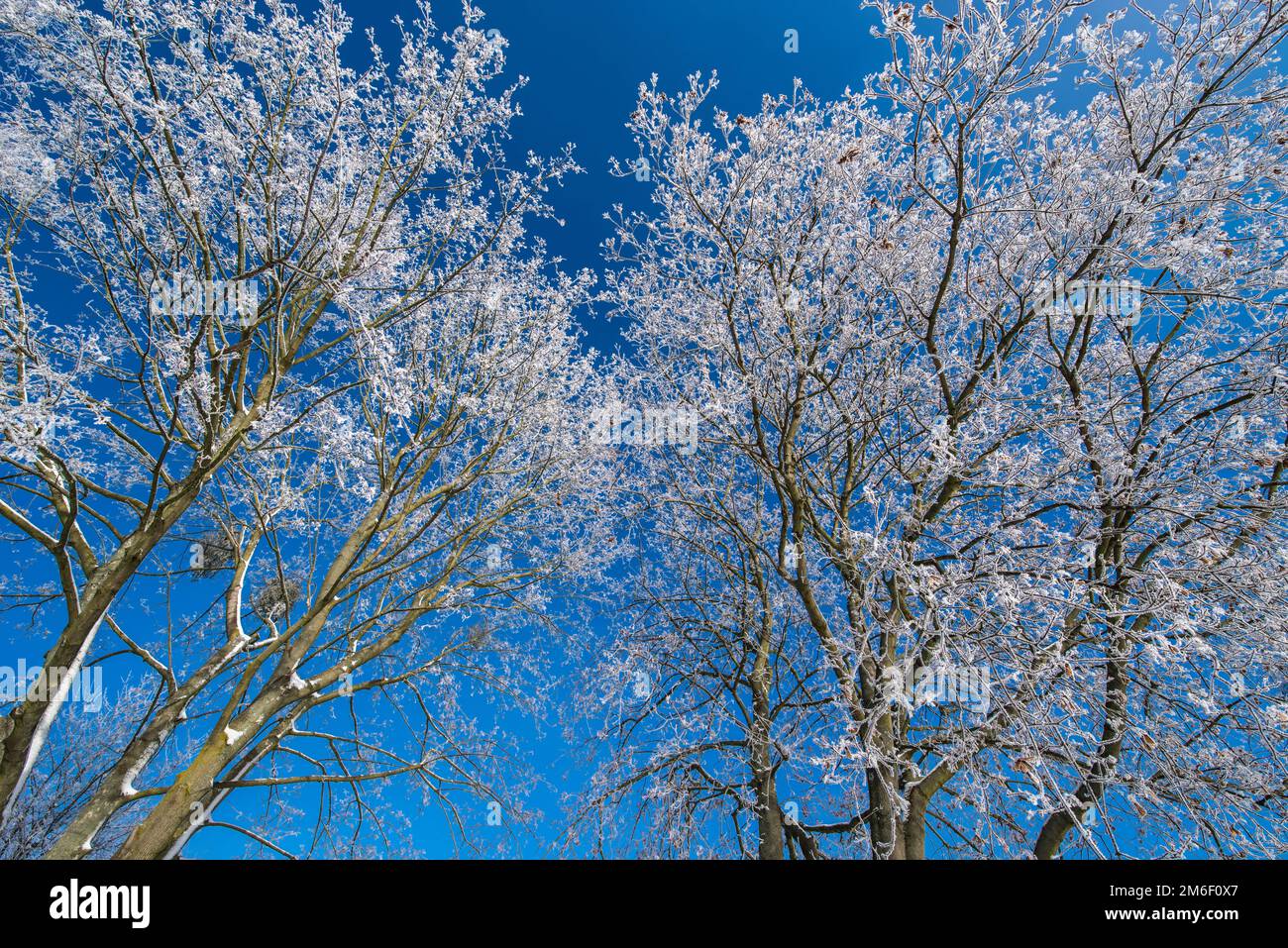 Termic inversion. In the morning beautiful sun and the blue sky luminate the forest in the winter Stock Photo