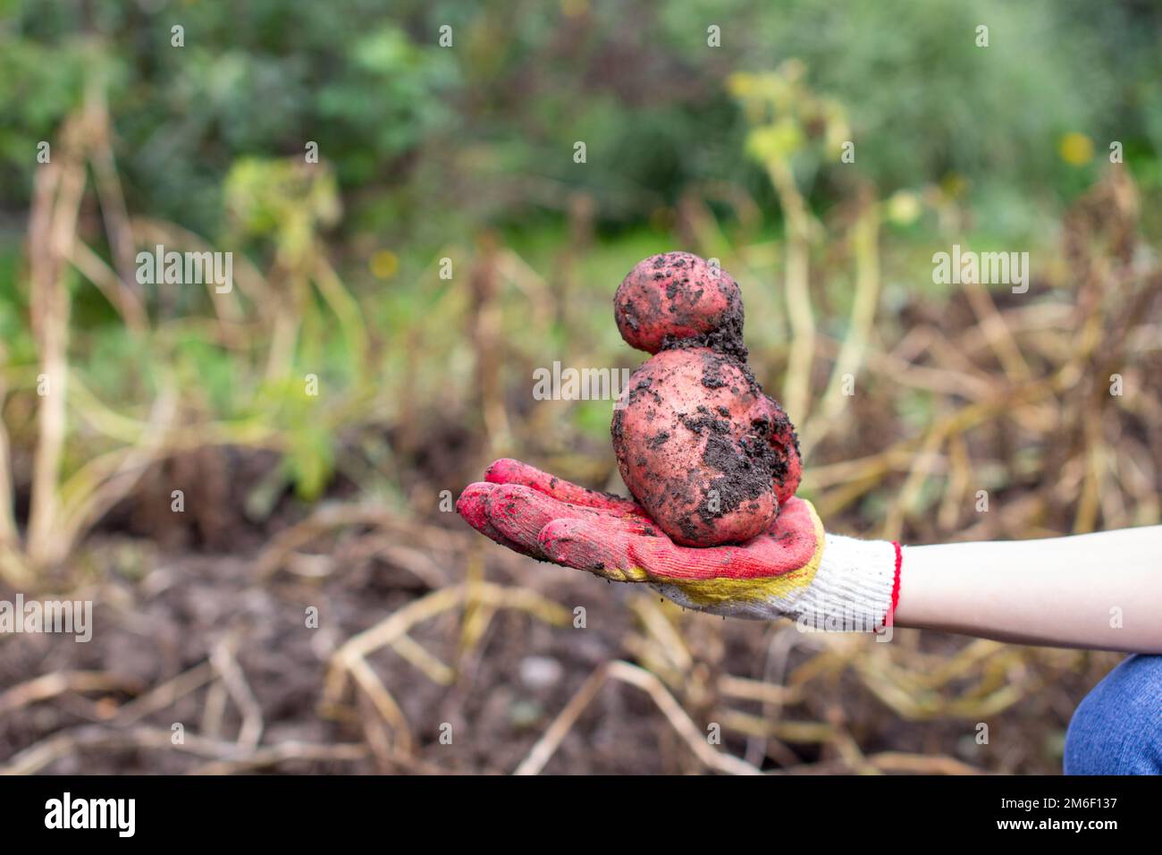 Digging potatoes in the garden. A large potato in your hand Stock Photo ...