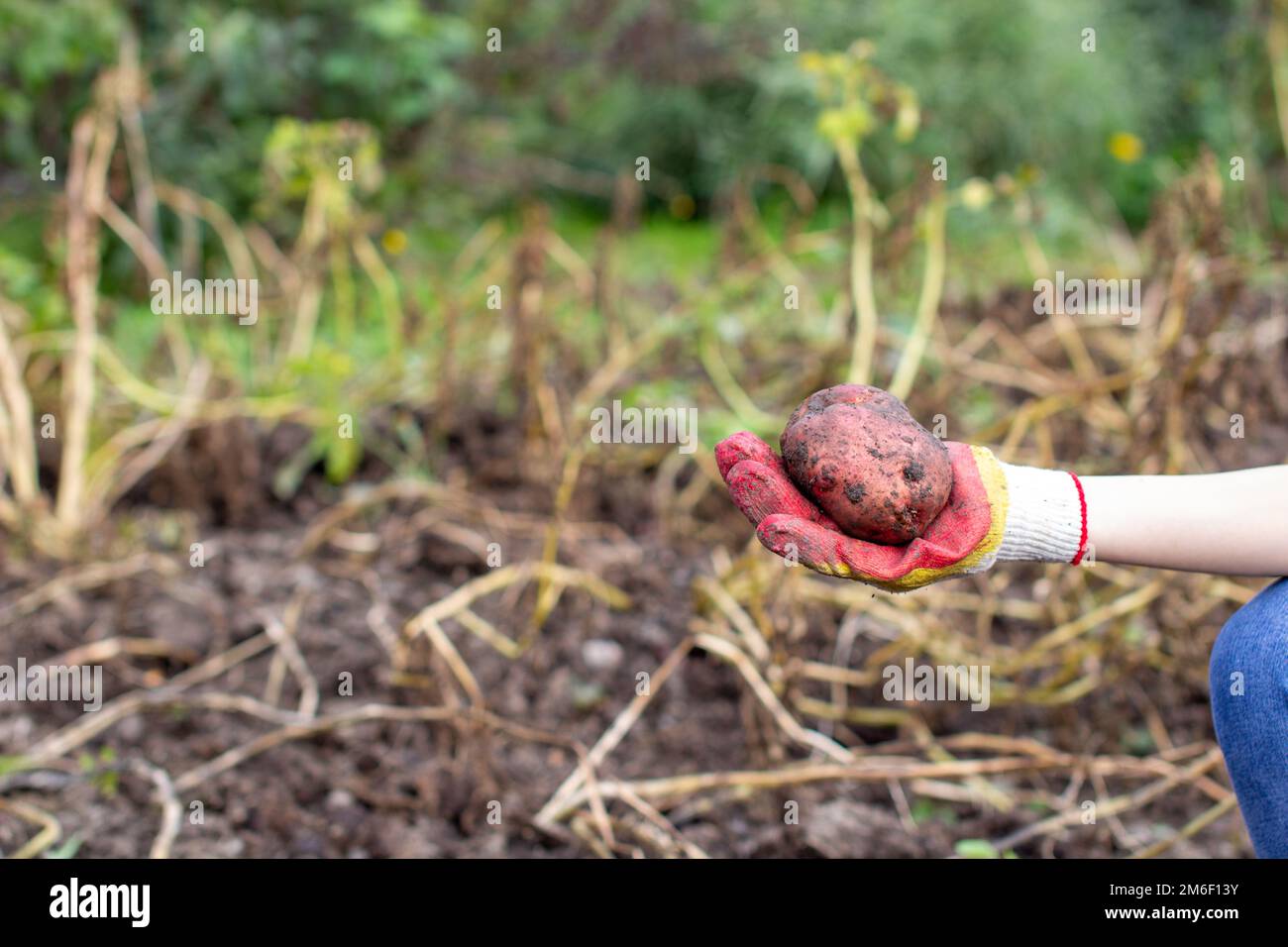 Digging potatoes in the garden. A large potato in your hand Stock Photo ...