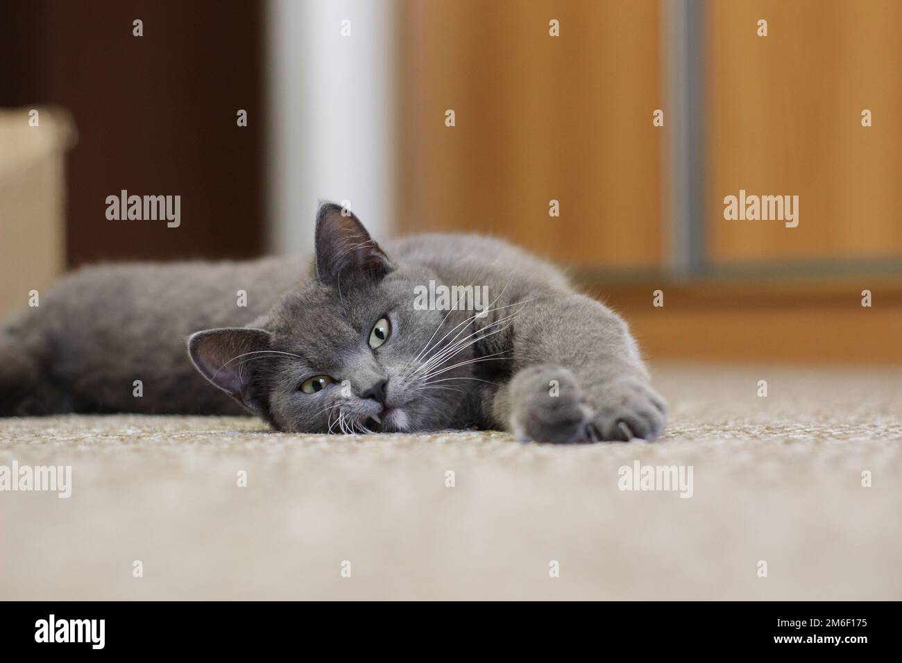 Gray cat lying on the floor, cat with silver hair, Young British cat on the floor Stock Photo