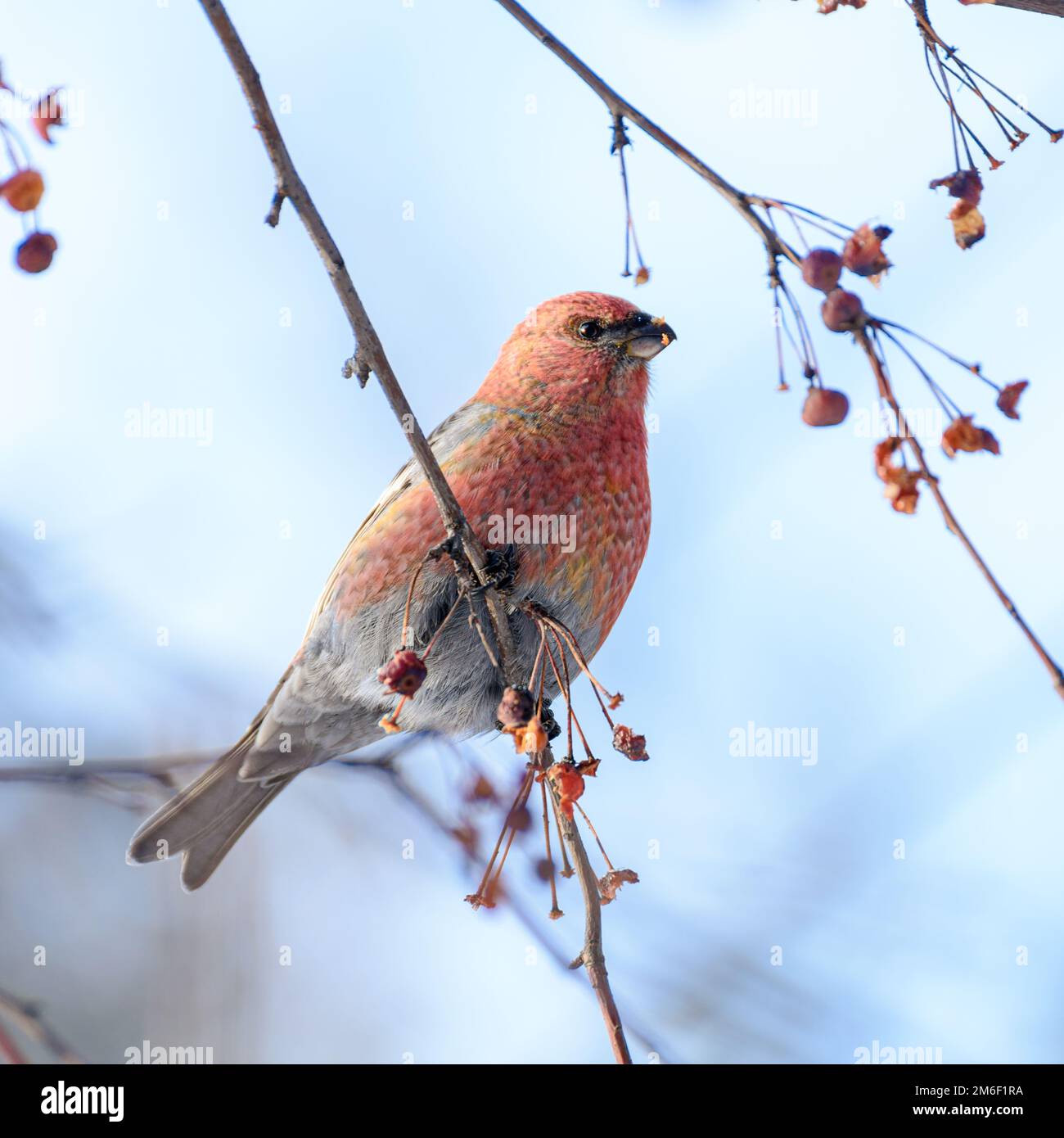 Bird on a branch with berries Stock Photo - Alamy