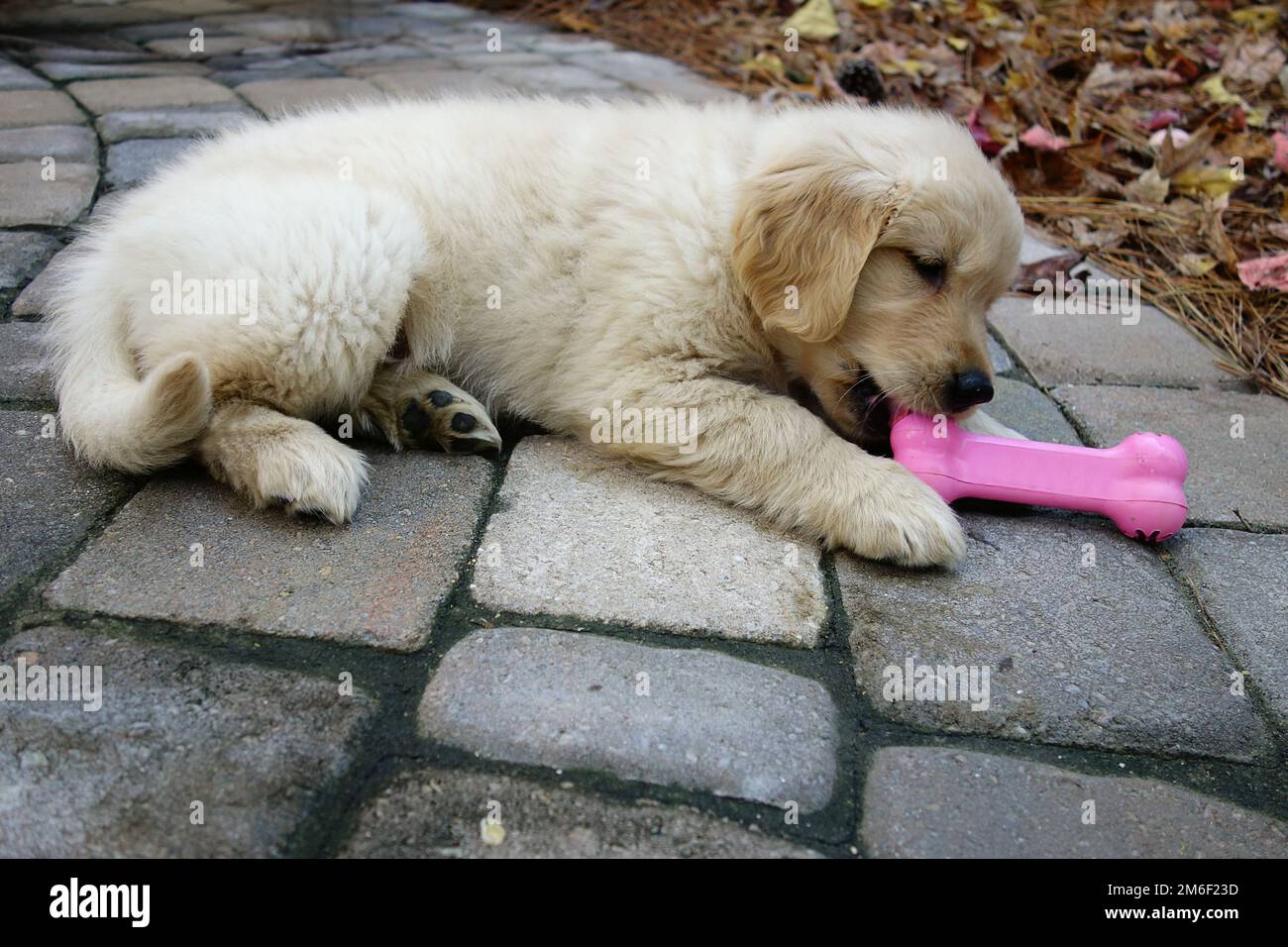 Golden Retriever puppy with a bone shaped chew toy Stock Photo