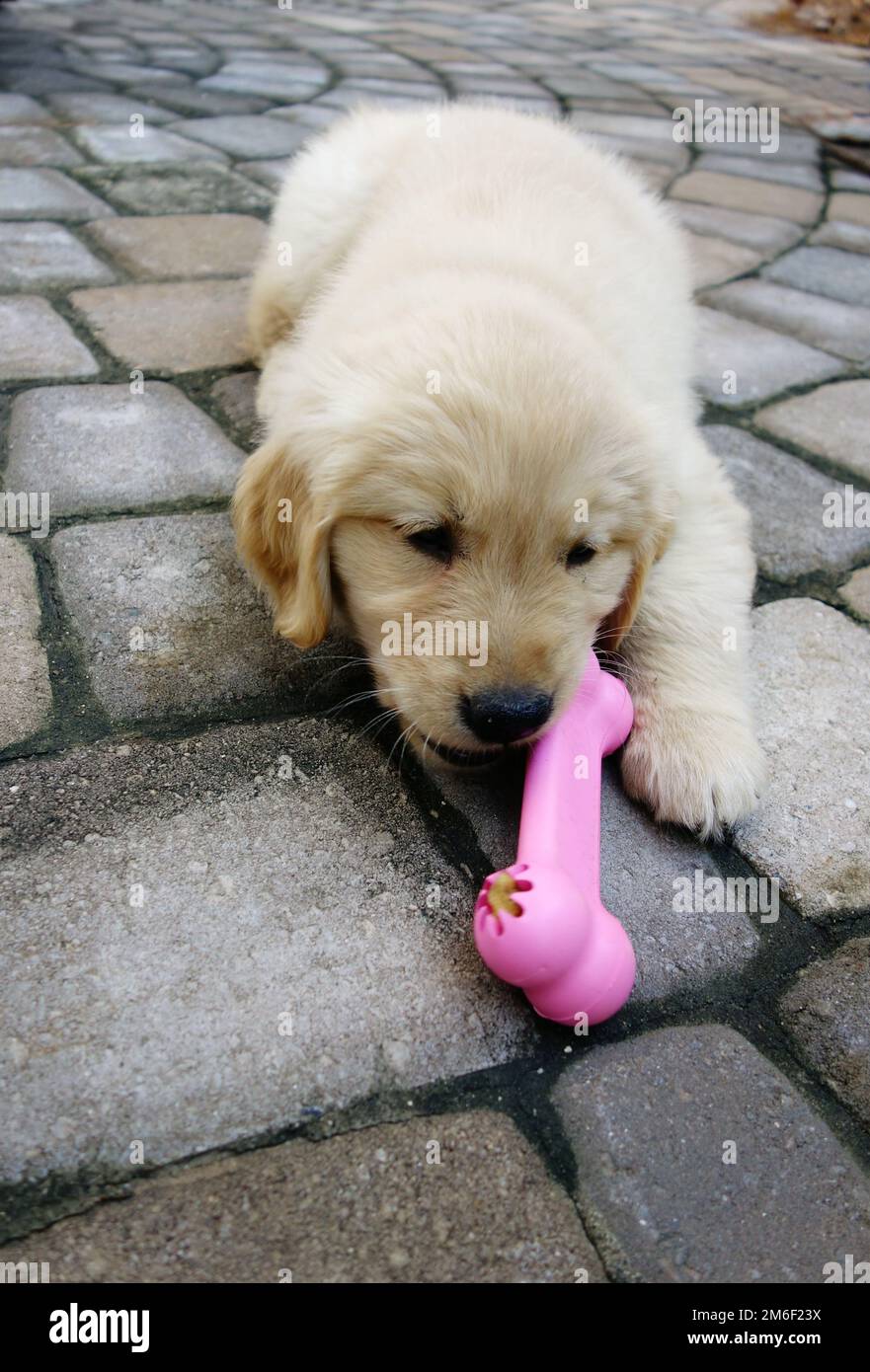 Golden Retriever puppy with a bone shaped chew toy filled with treats Stock Photo