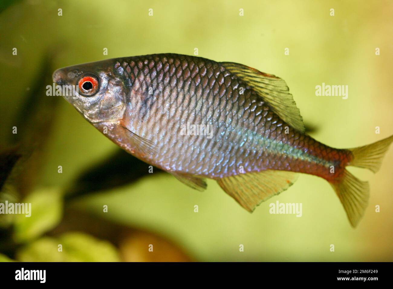 Fish cyprinidae  (Rhodeus amarus) Stock Photo