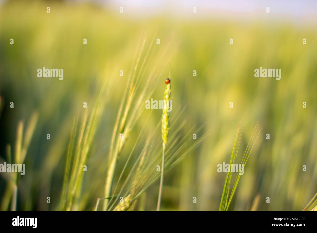 Small Minnesota Insects In Rye An insect a ladybug on an ear of rye or wheat Stock Photo - Alamy