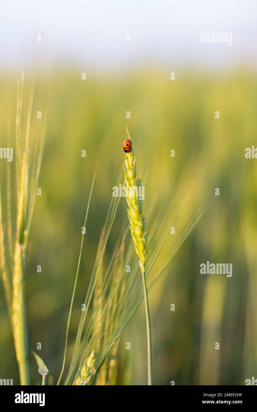 An insect a ladybug on an ear of rye or wheat Stock Photo