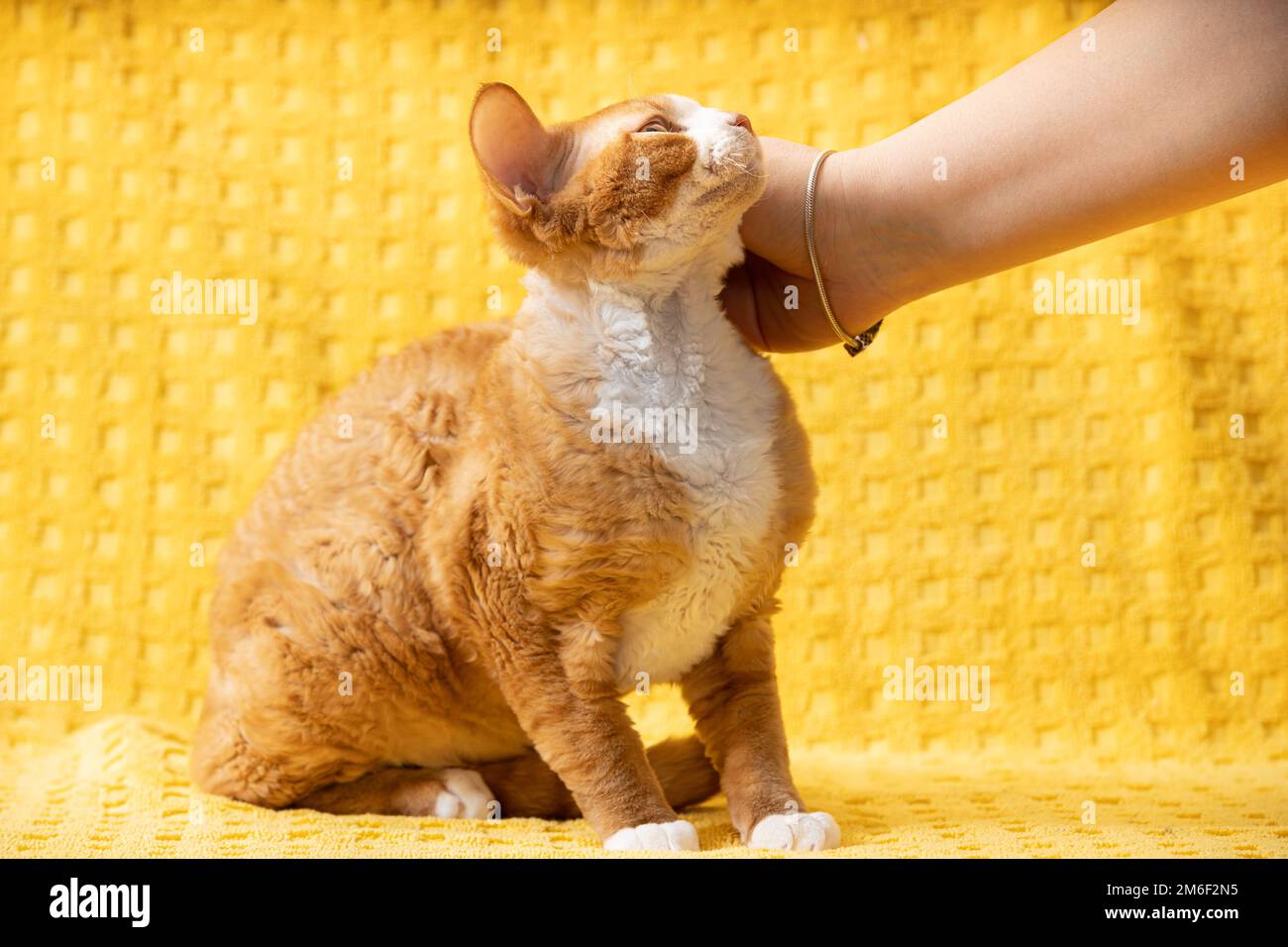 Woman Stroking Red Ginger Devon Rex Cat. Short haired Cat Of