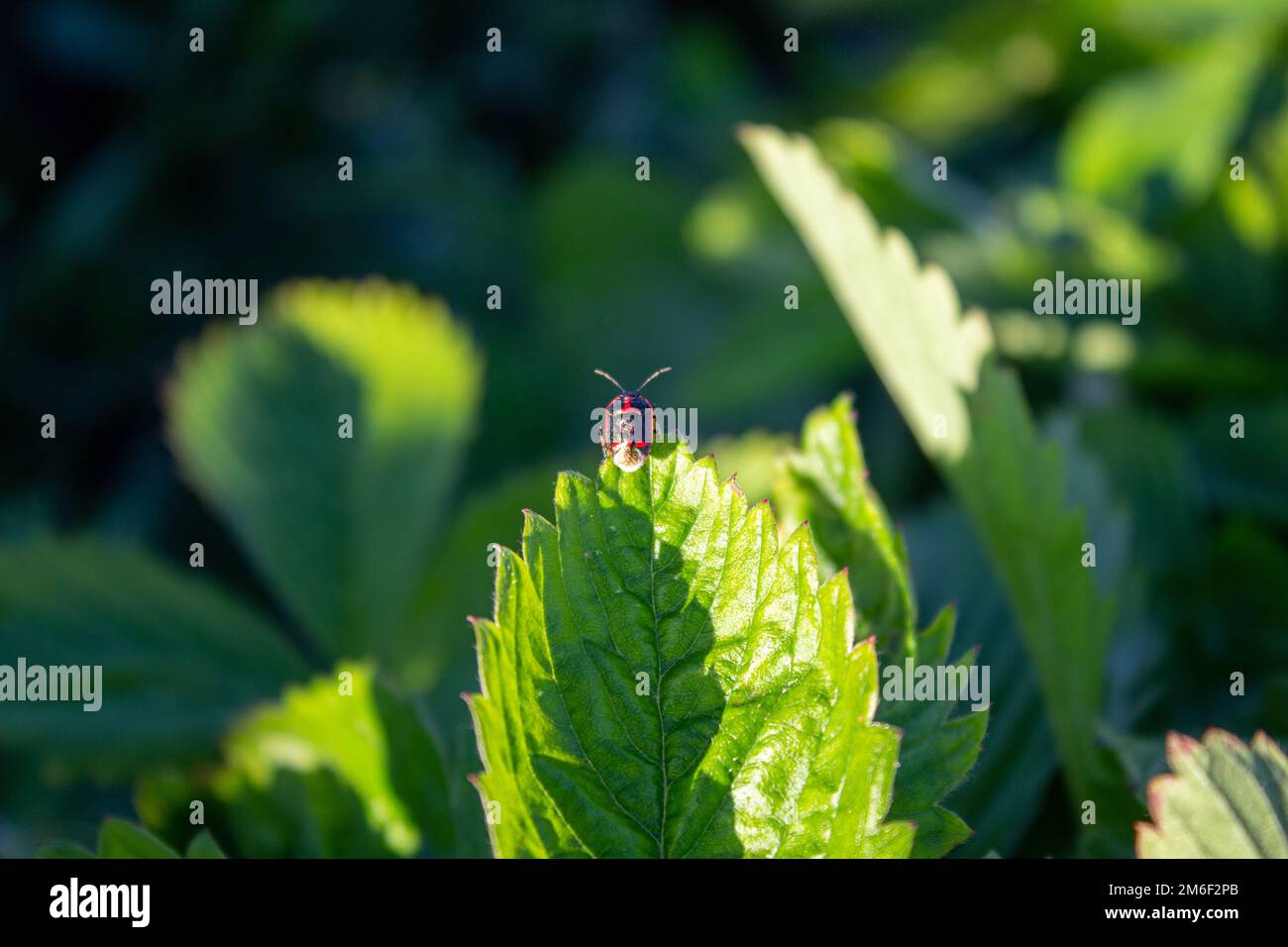 Soldier Beetle Climbing a Leaf. Soldier beetle tiny black beetle with