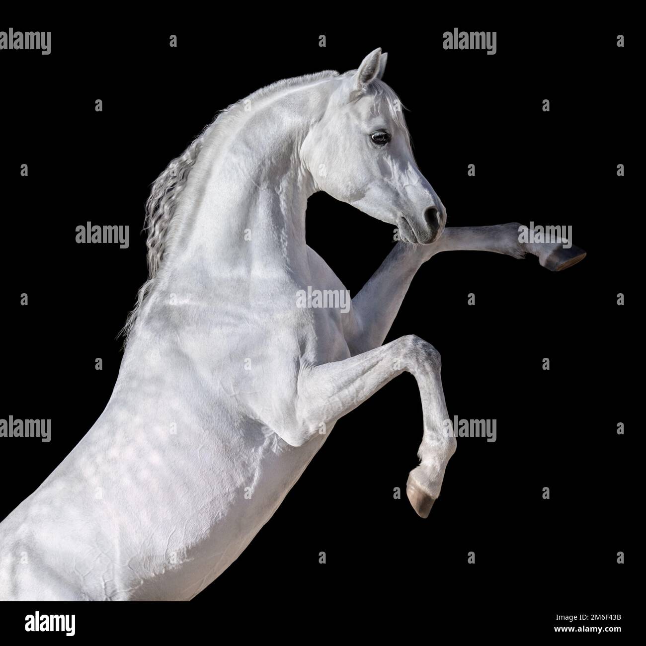 White Arabian horse rearing up. Isolated on black background. Stock Photo