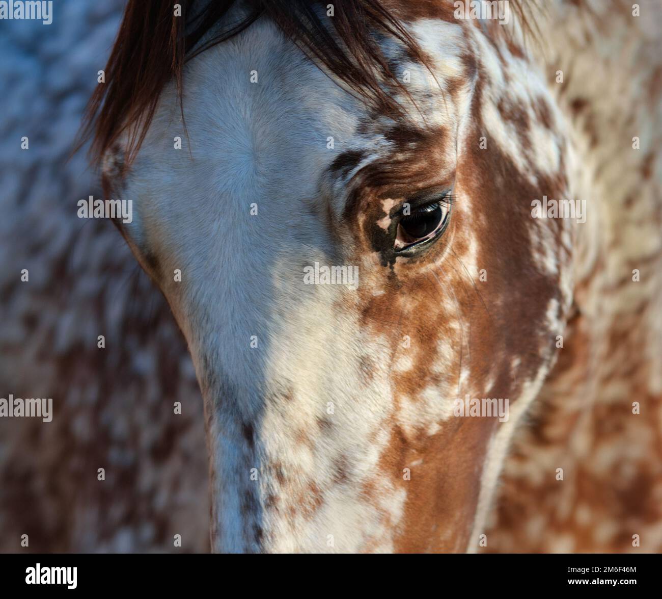 Beautiful rarity unique color appaloosa. Crossbreed between Appaloosa and Andalusian horse. Stock Photo