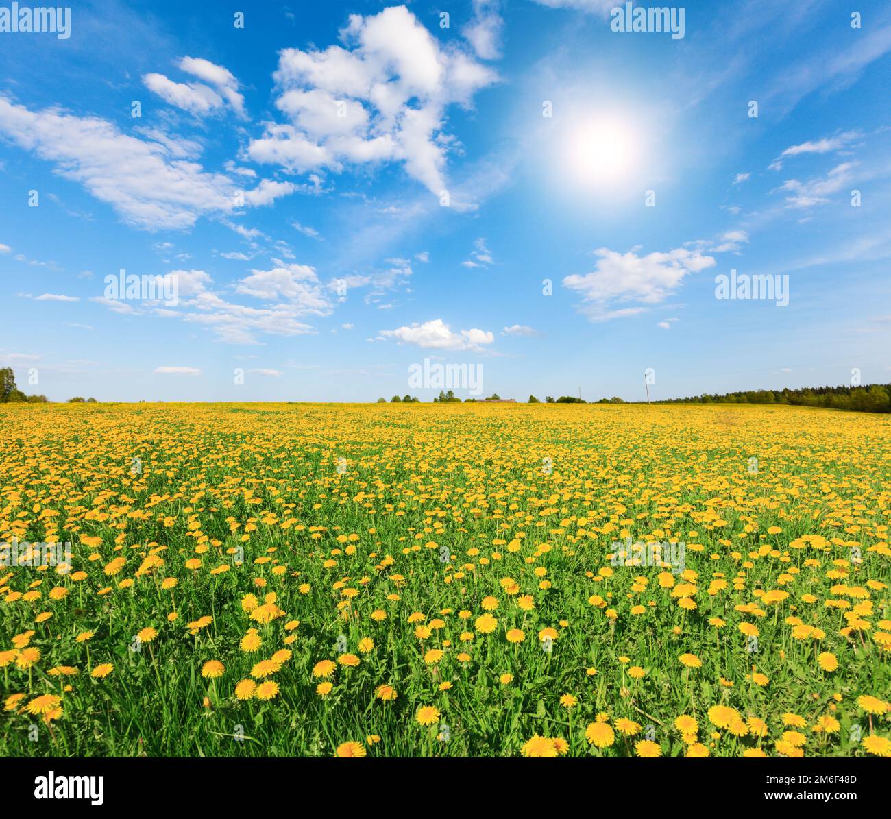 Yellow flowers hill under blue cloudy sky with sun Stock Photo