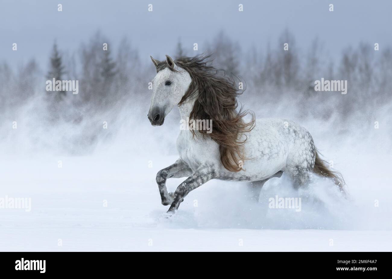 Grey long-maned Purebred Spanish horse galloping during blizzard across winter meadow. Stock Photo