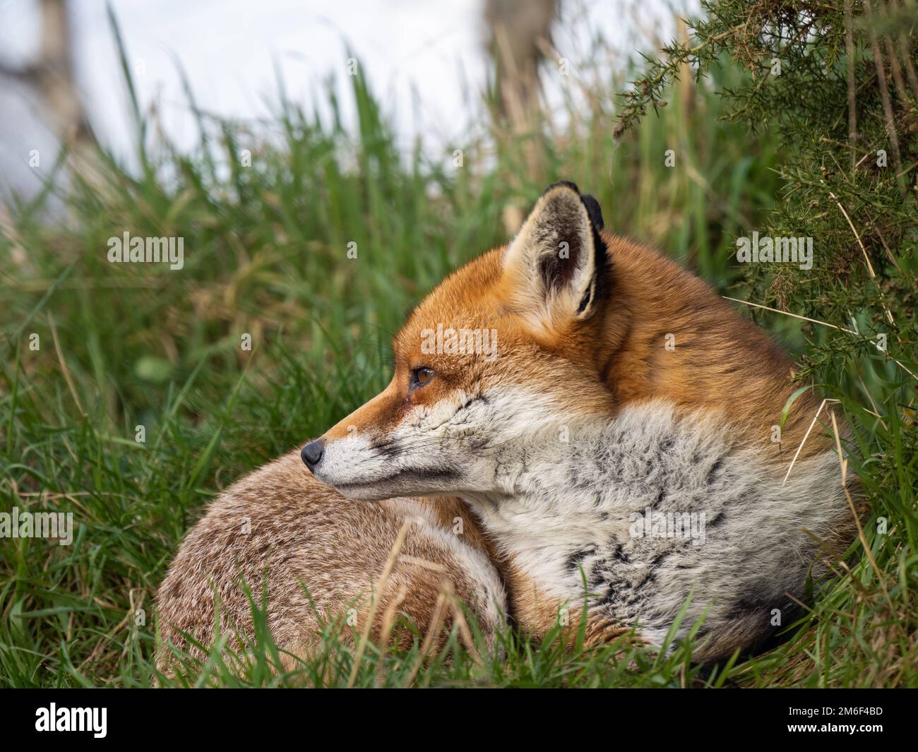 Red Fox laying Down in Grass Stock Photo - Alamy