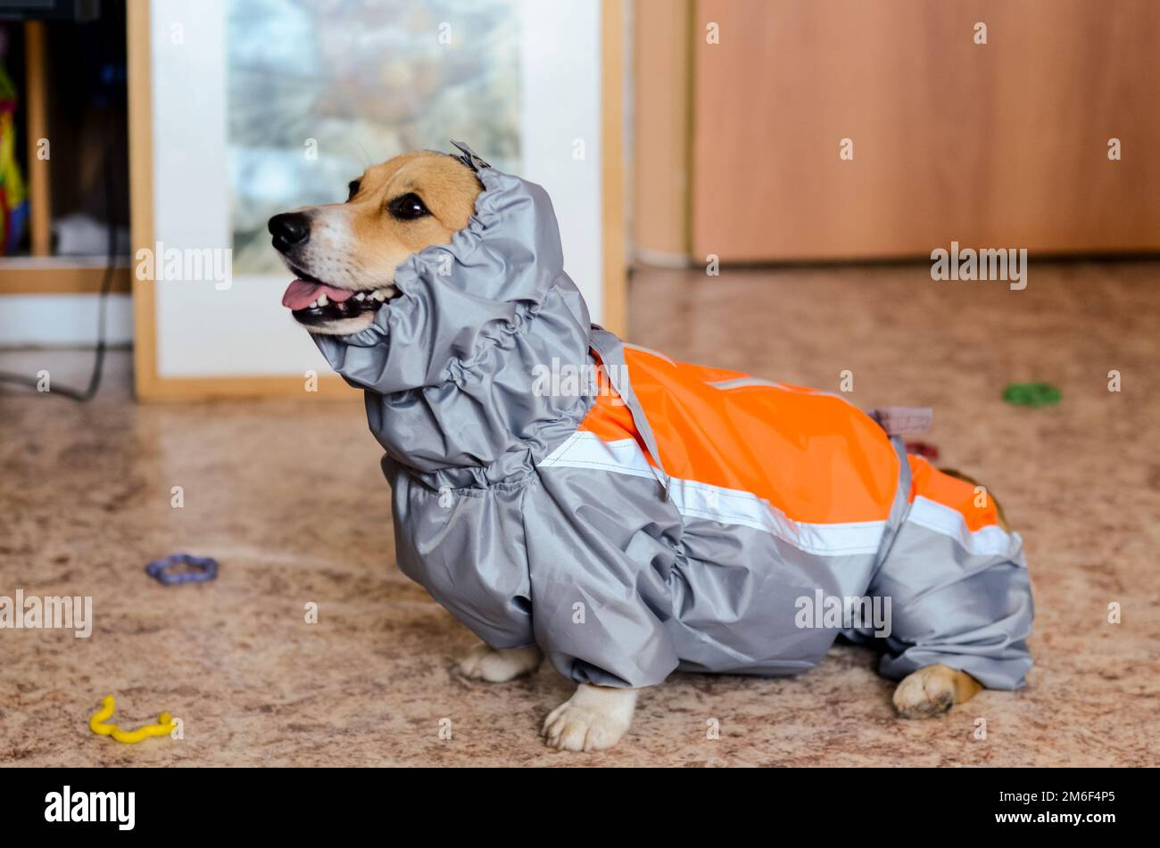 Dog in his clothes. A jacket for a dog. Fitting clothes. Stock Photo