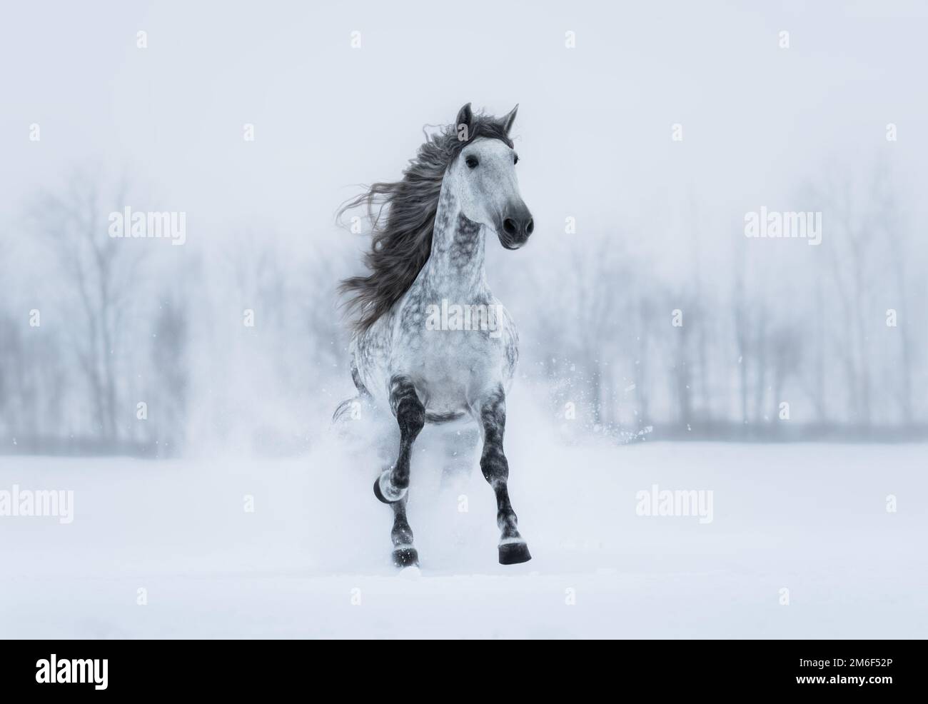 Winter overcast landscape with galloping grey long-maned purebred Spanish horse. Stock Photo