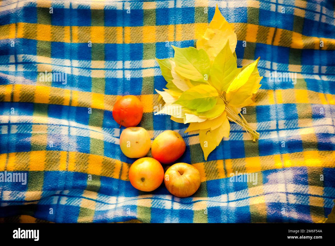 Ripe apples and yellow leaves on blanket in a cage. Stock Photo