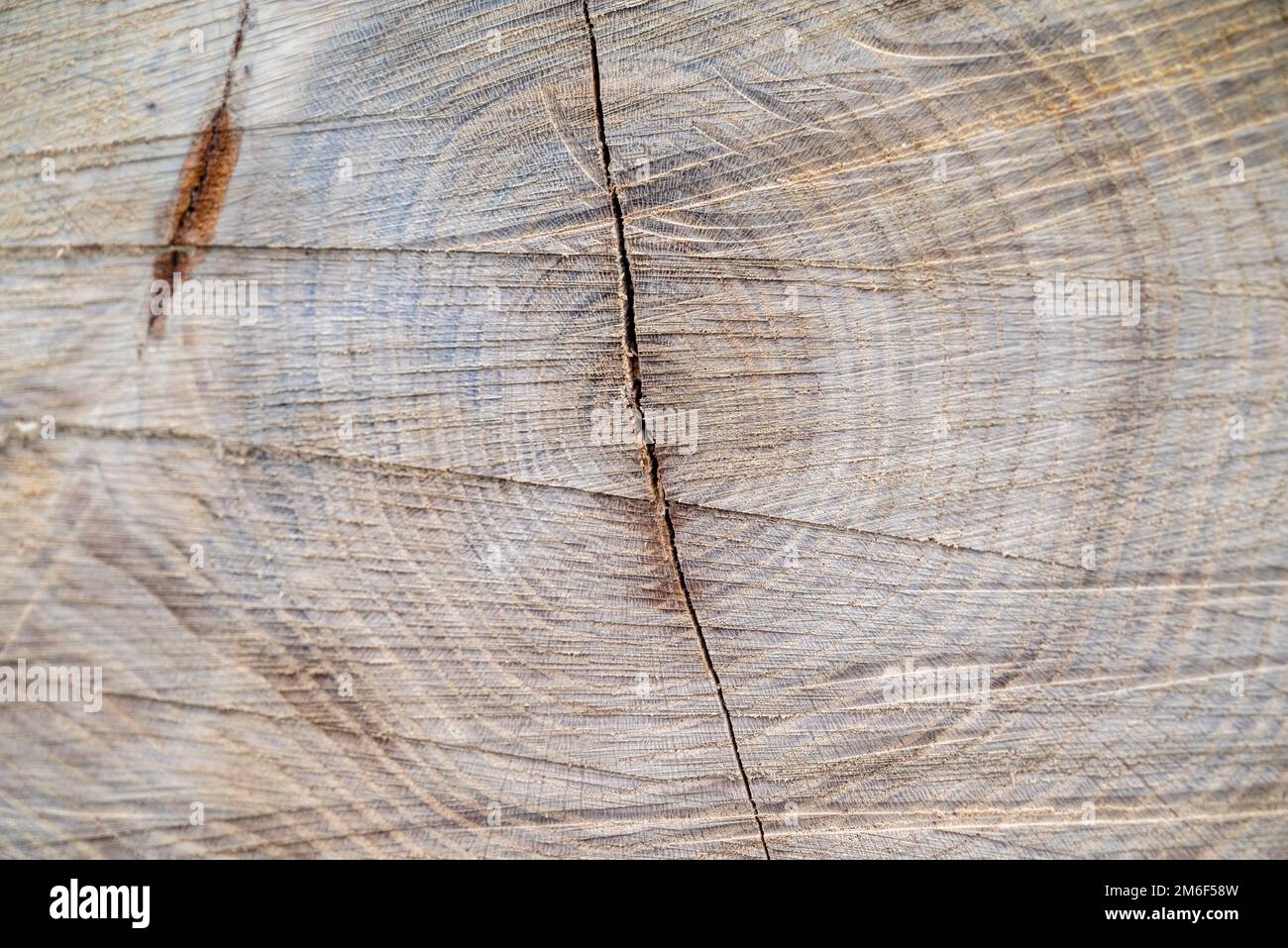 Cross cut wood texture hi-res stock photography and images - Page