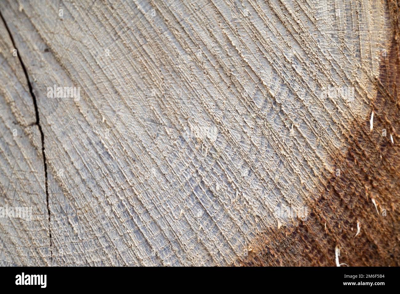 Close-up texture photography of wood. Cut tree trunk.Annual rings on a cut tree close-up.Wooden heart for decoration.Wood background.Wood front view. Stock Photo