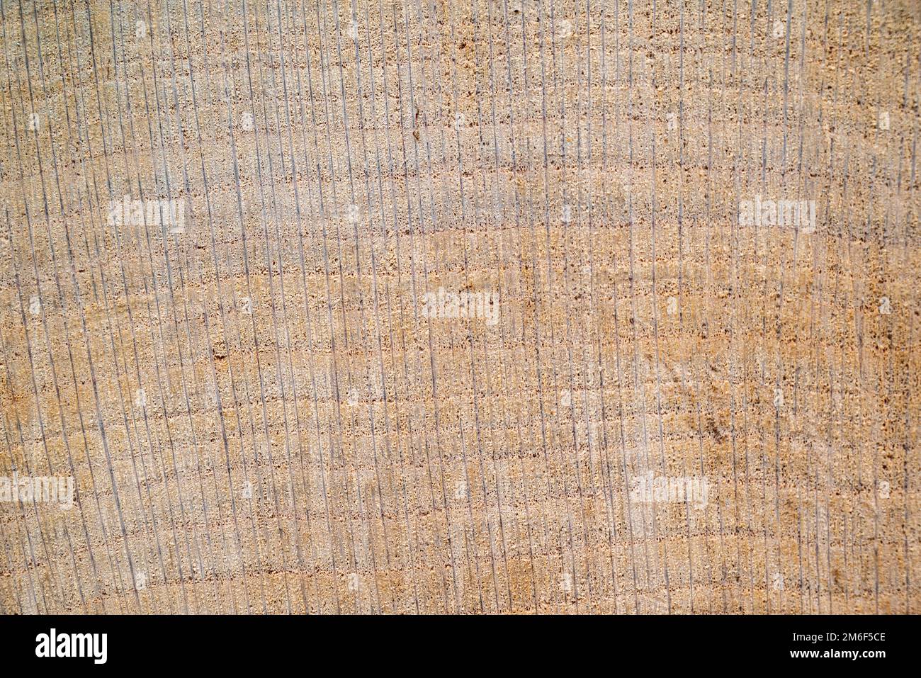 Close-up texture photography of wood. Cut tree trunk.Annual rings on a cut tree close-up.Wooden heart for decoration.Wood background.Wood front view. Stock Photo