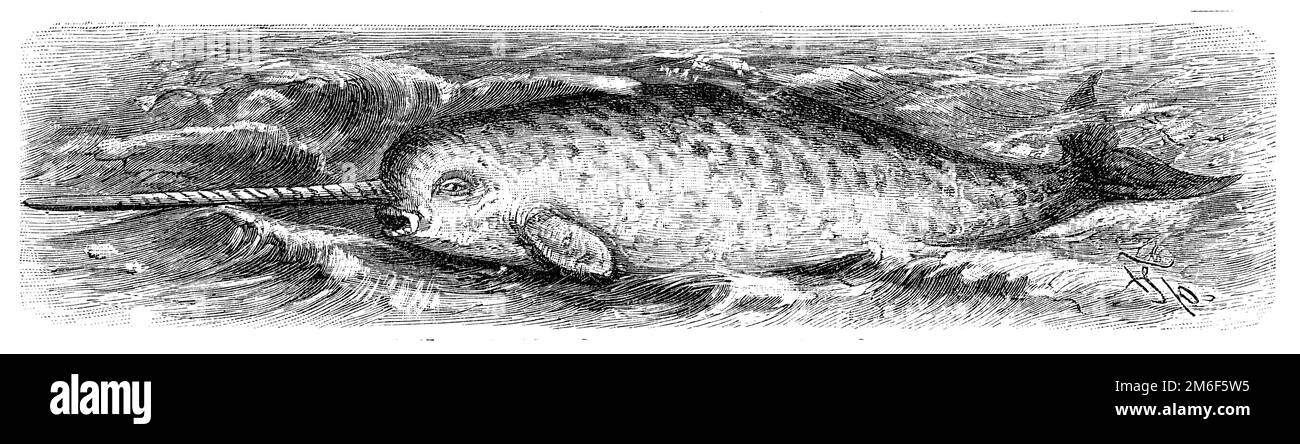 narwhal, Monodon monoceros,  (encyclopedia, 1898), Narwal, narval Stock Photo
