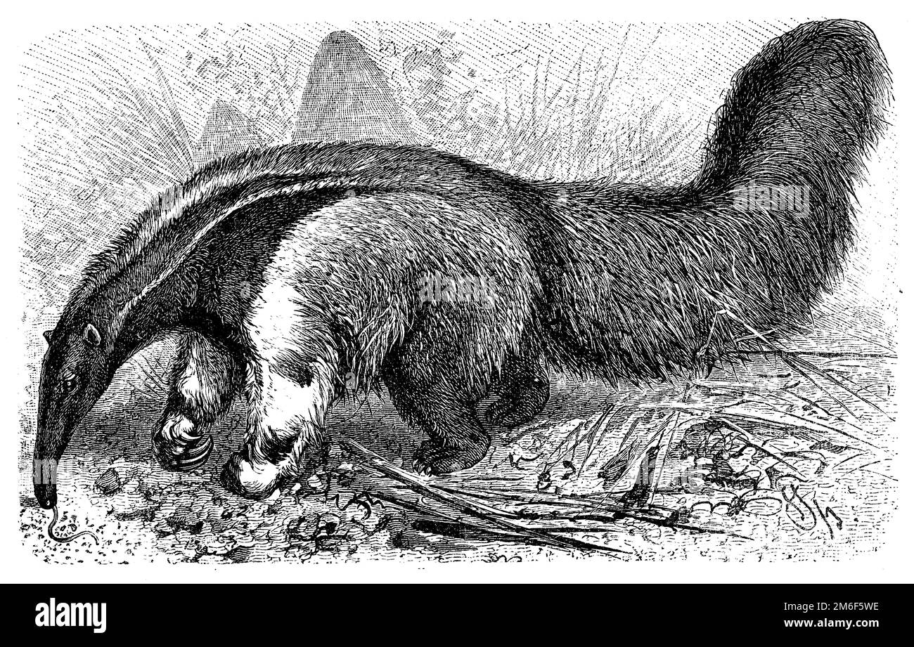 giant anteater, Myrmecophaga tridactyla, Friedrich Specht (encyclopedia