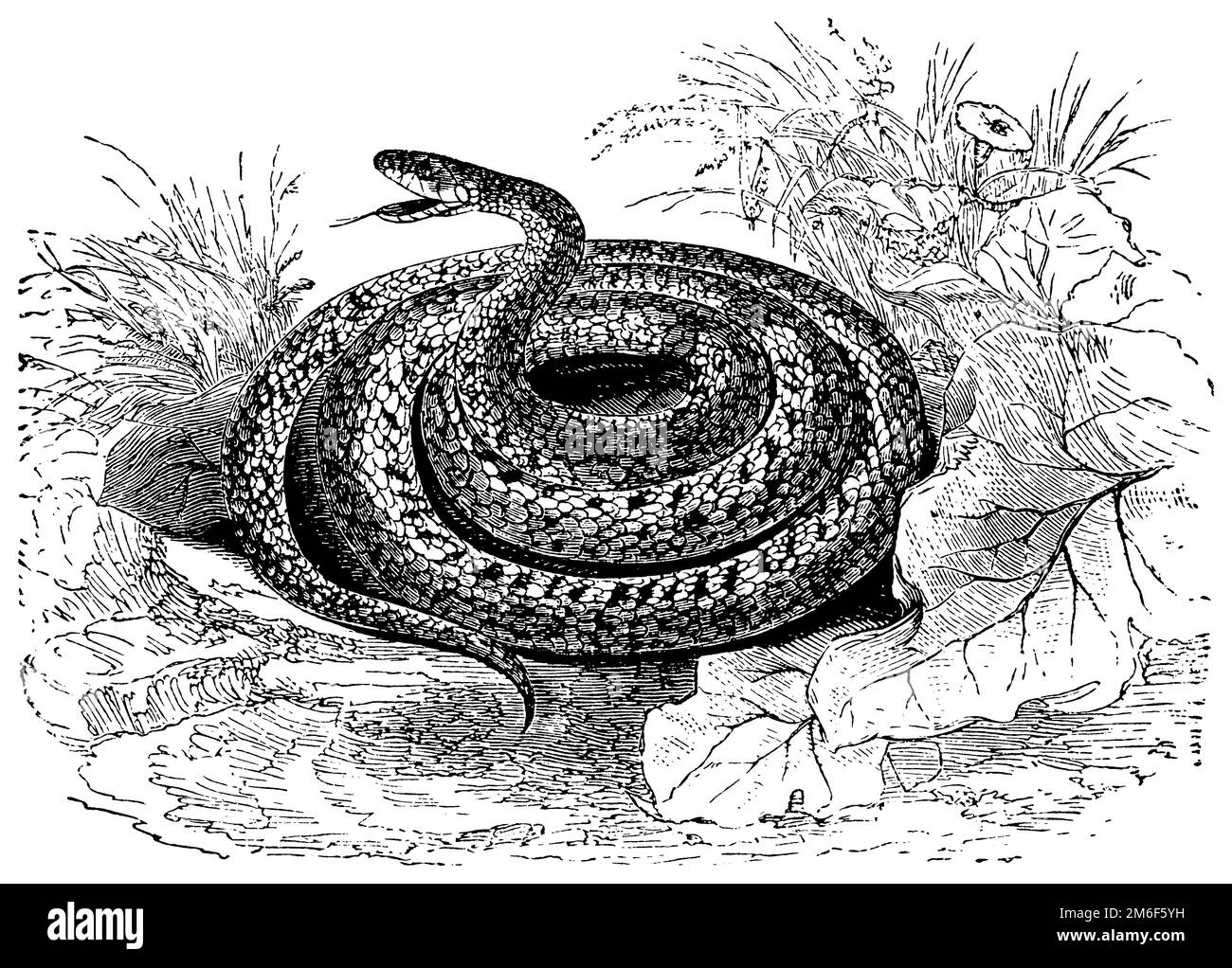 grass snake, Natrix natrix,  (biology book, 1903), Ringelnatter, couleuvre à collier Stock Photo