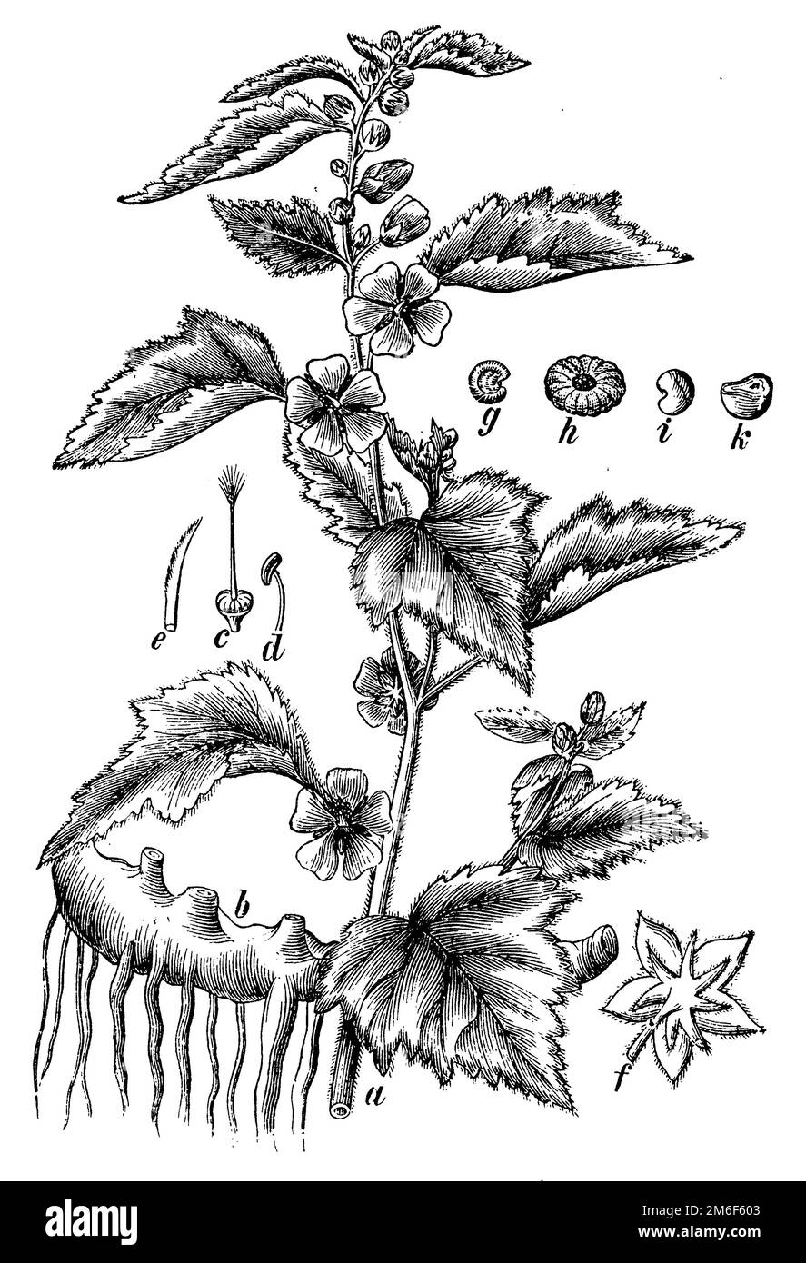 common marshmallow, a flowering branch, b ground stem, c pistil, D stamen, e stigma, f calyx, g-k fruits, Althaea officinalis,  (botany book, 1898), Echter Eibisch,  a Blütenzweig, b Bodenstock, c Stempel, D Staubgefäß, e Narbe, f Kelch, g-k Früchte, Guimauve officinale, a rameau floral, b pied, c pistil, D étamine, e stigmate, f calice, g-k fruits Stock Photo