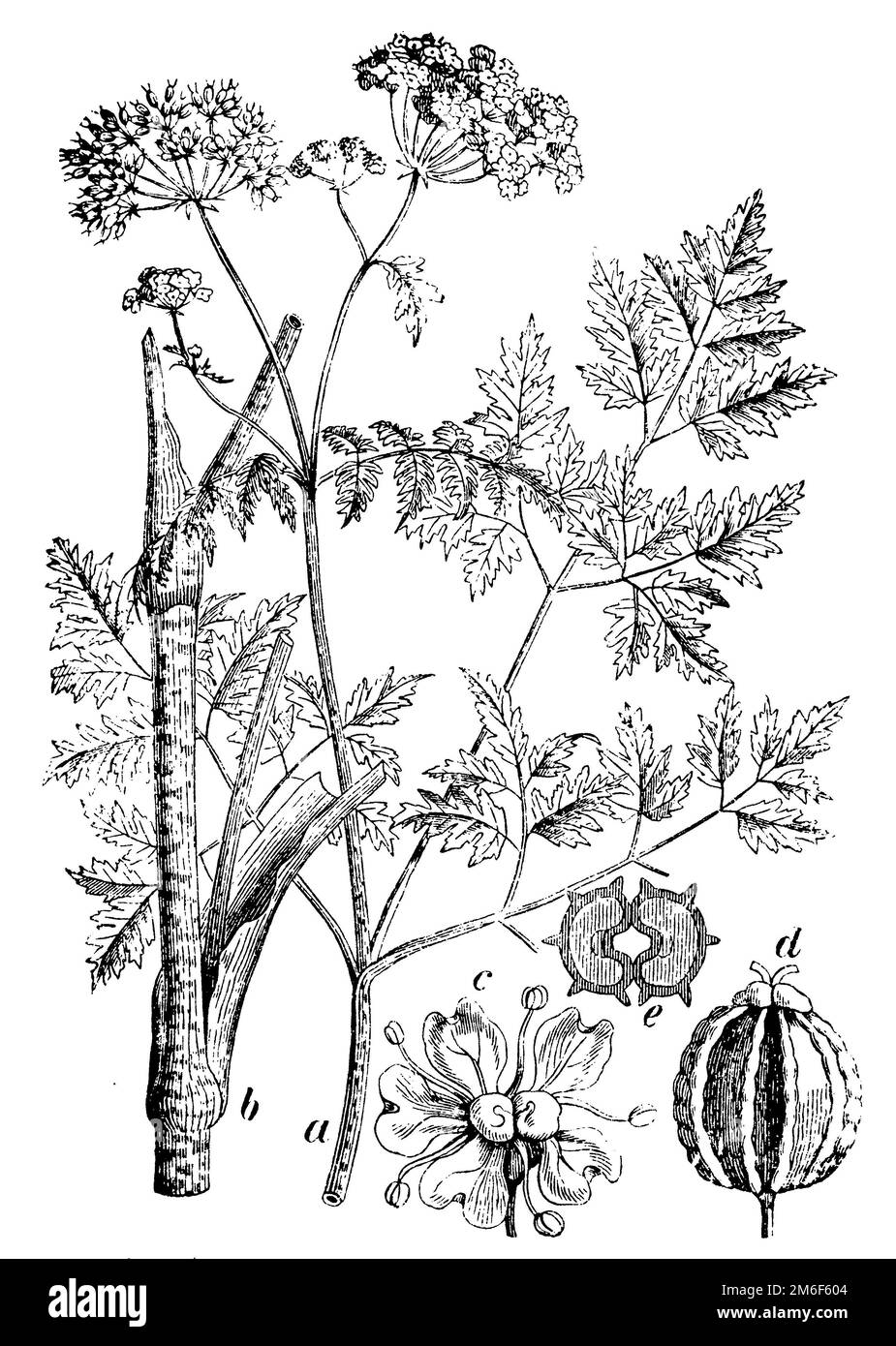hemlock or poison hemlock, Conium maculatum,  (botany book, 1898), Gefleckter Schierling, Ciguë tachetée ou Grande Ciguë Stock Photo