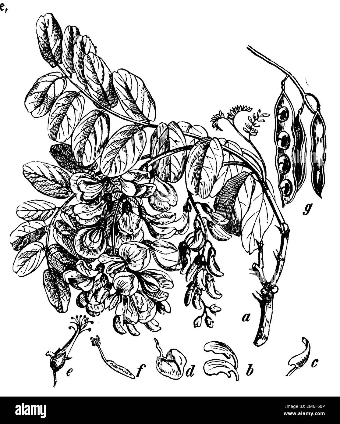 Black Locust, a branch with leaves and flowers, b wing, c shuttle, d flag, e stamen, f pistil, g pods, one open, Robinia pseudoacacia,  (botany book, 1898), Robinie, a Ast mit Blättern und Blüten, b Flügel, c Schiffchen, d Fahne, e Staubgefäße, f Stempel, g Hülsen, davon eine geöffnet, Faux acacia, a branche avec feuilles et fleurs, b ailes, c navette, d étendard, e étamines, f pistil, g gousses, dont une ouverte Stock Photo