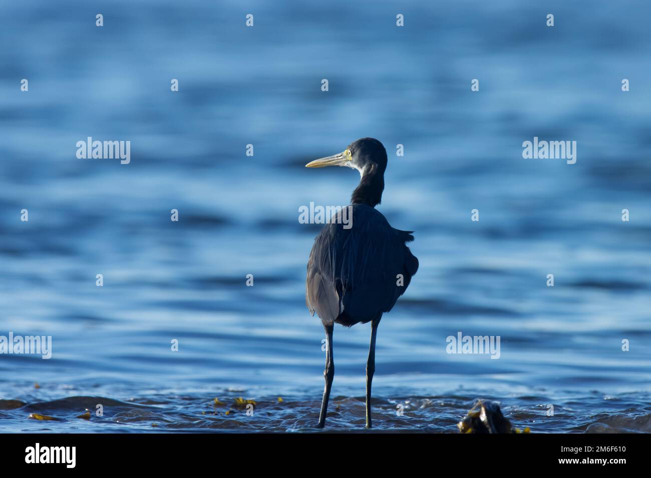 Egret wading in the ocean water. Water bird. Stock Photo