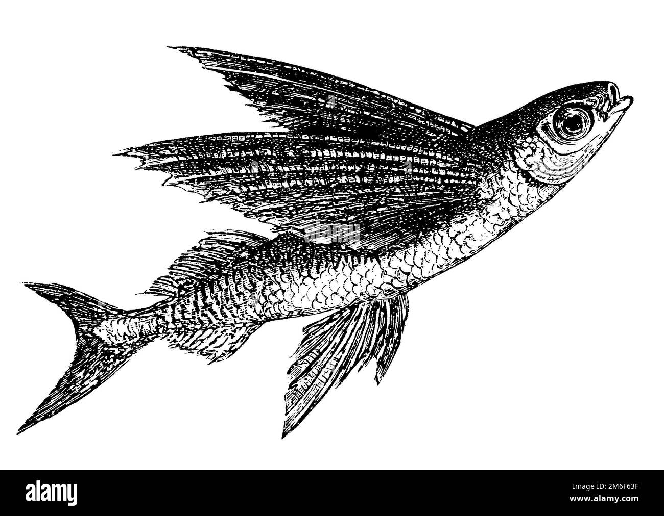 Ornamented flying fish, Cypselurus callopterus, E. Hosemann XA (encyclopedia, 1890), Fliegender Fisch, Exocet orné Stock Photo