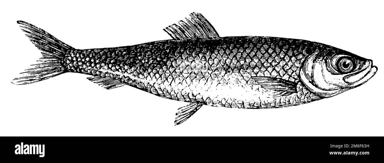 Atlantic herring, Clupea harengus, E. Hosemann XA (encyclopedia, 1890), Atlantischer Hering, hareng Stock Photo