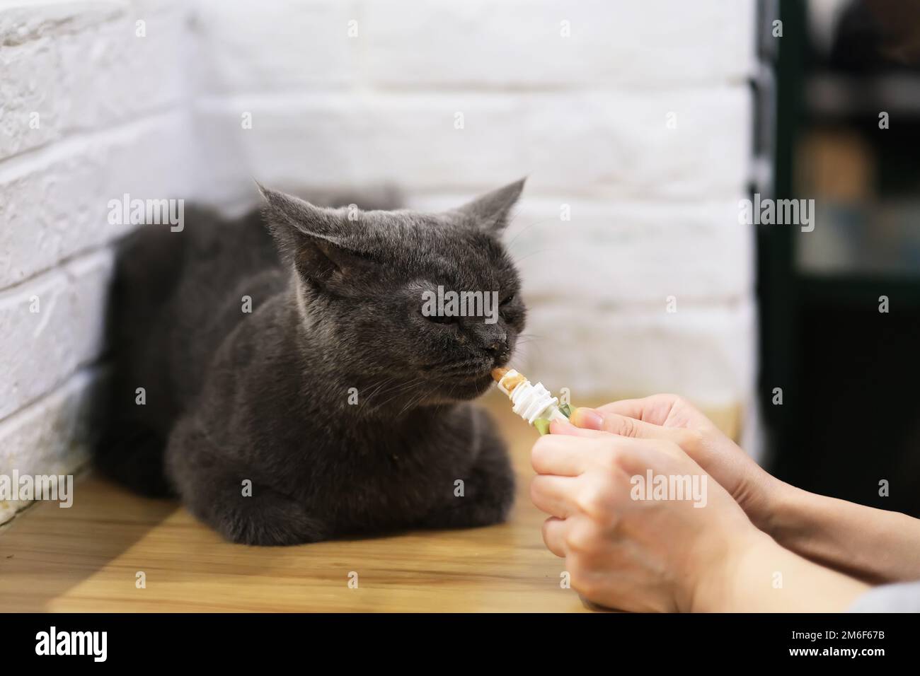 hand feed British Shorthair Chartreux cat food. Feeding food to pet cat