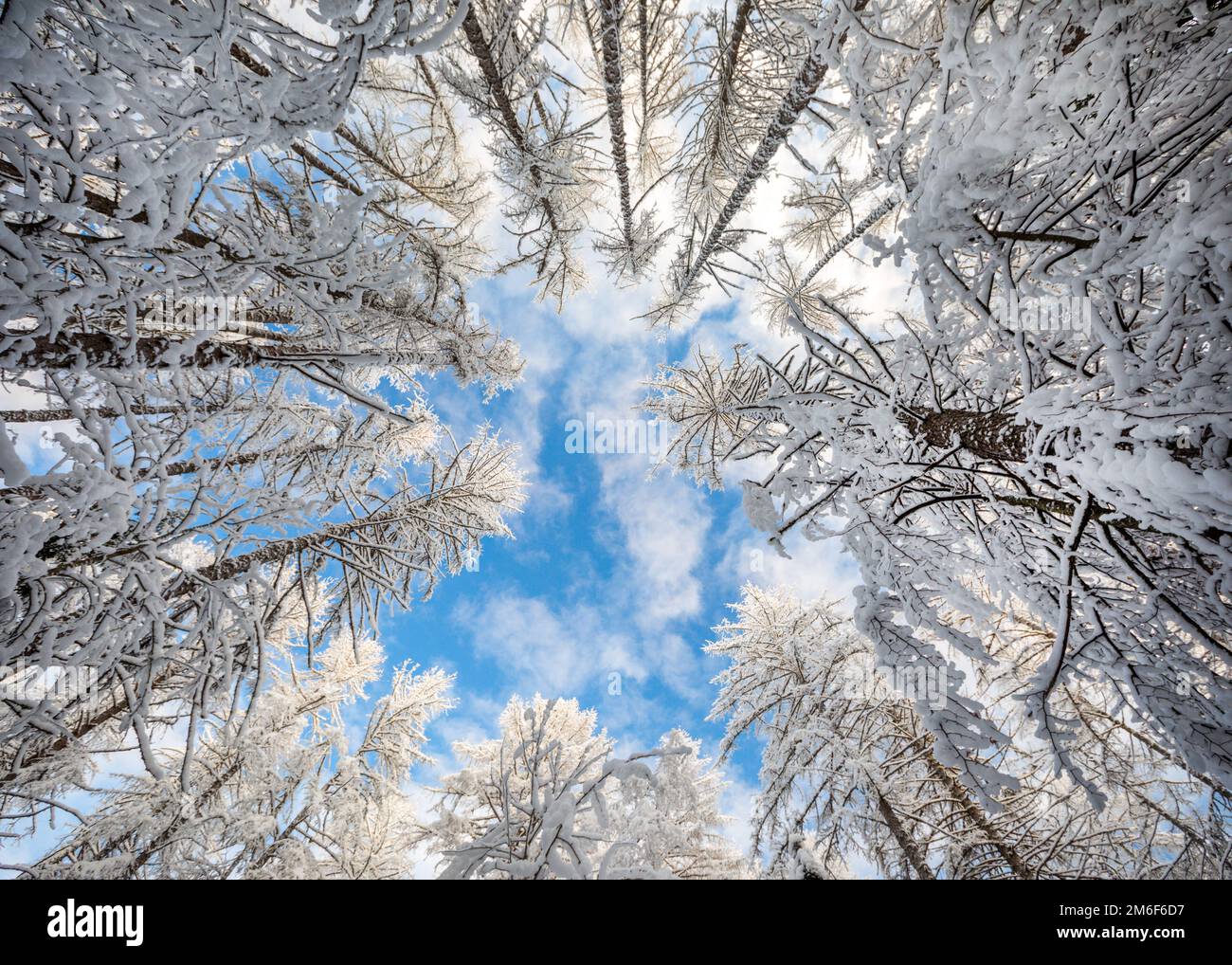 Beautiful winter forest and blue sky with clouds Stock Photo - Alamy