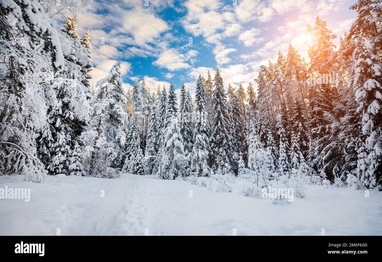 Sunny foggy forest hi-res stock photography and images - Alamy