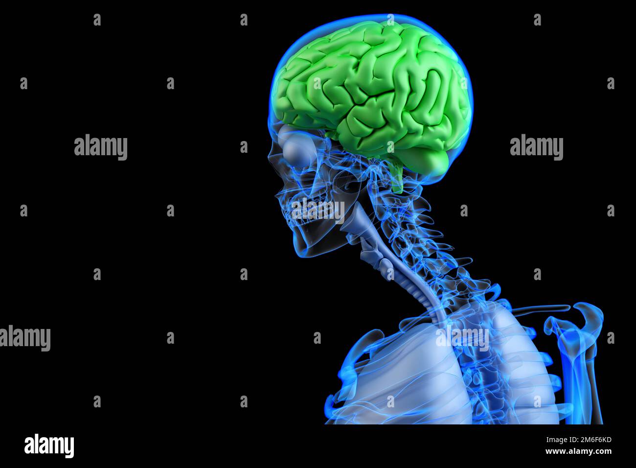 Healthy human brain xray hi-res stock photography and images - Alamy