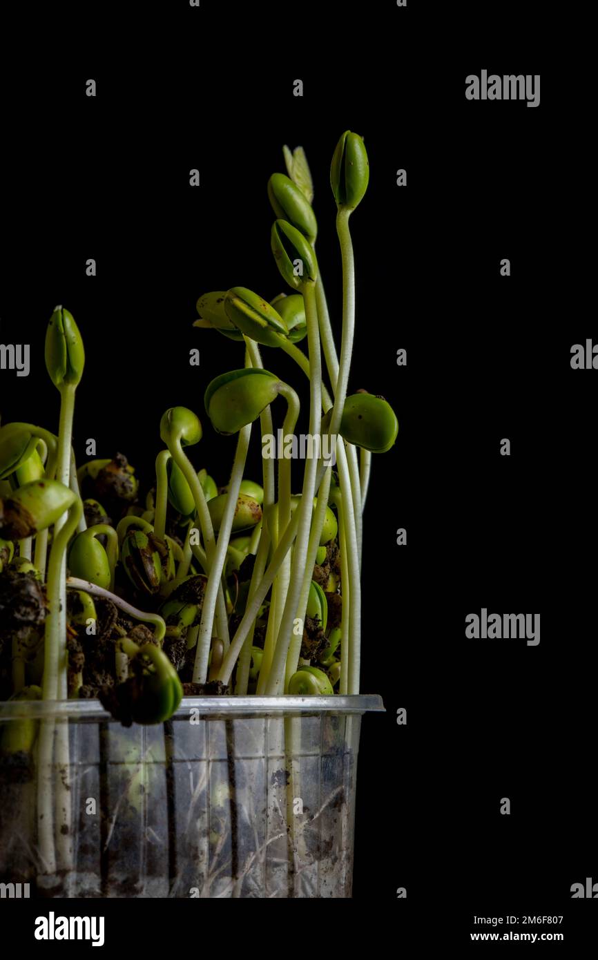 Microgreens. Sprouted soybeans on black Stock Photo