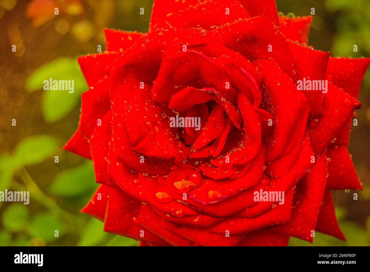 Wet red rose hi-res stock photography and images - Alamy