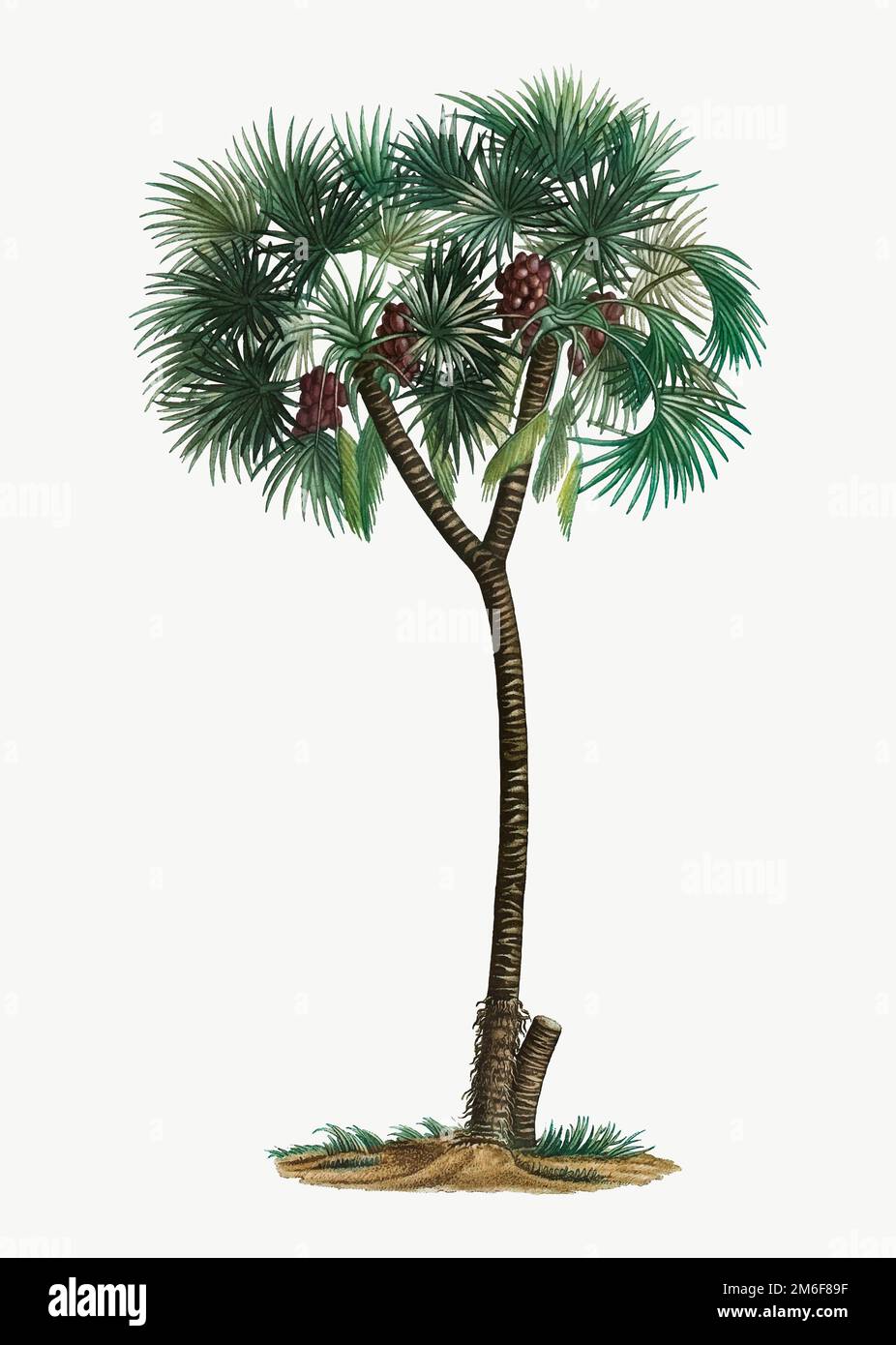 Vintage date palm tree vector Stock Vector Image & Art - Alamy