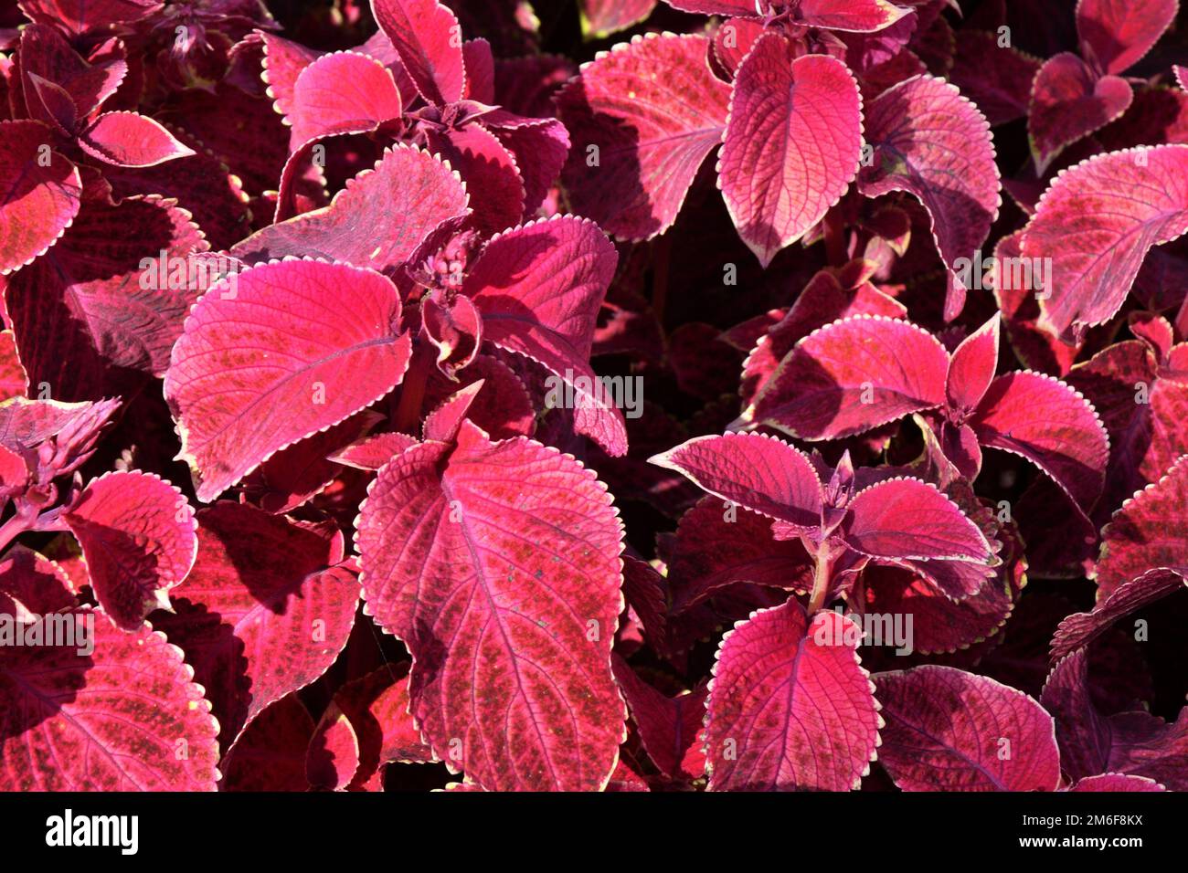 Coleus genus of perennial Evergreen plants in the family Lamiaceae Stock Photo