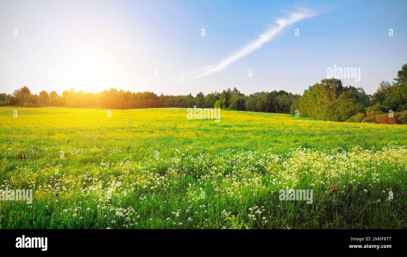 Yellow flowers hill and blue sky at sunset time Stock Photo